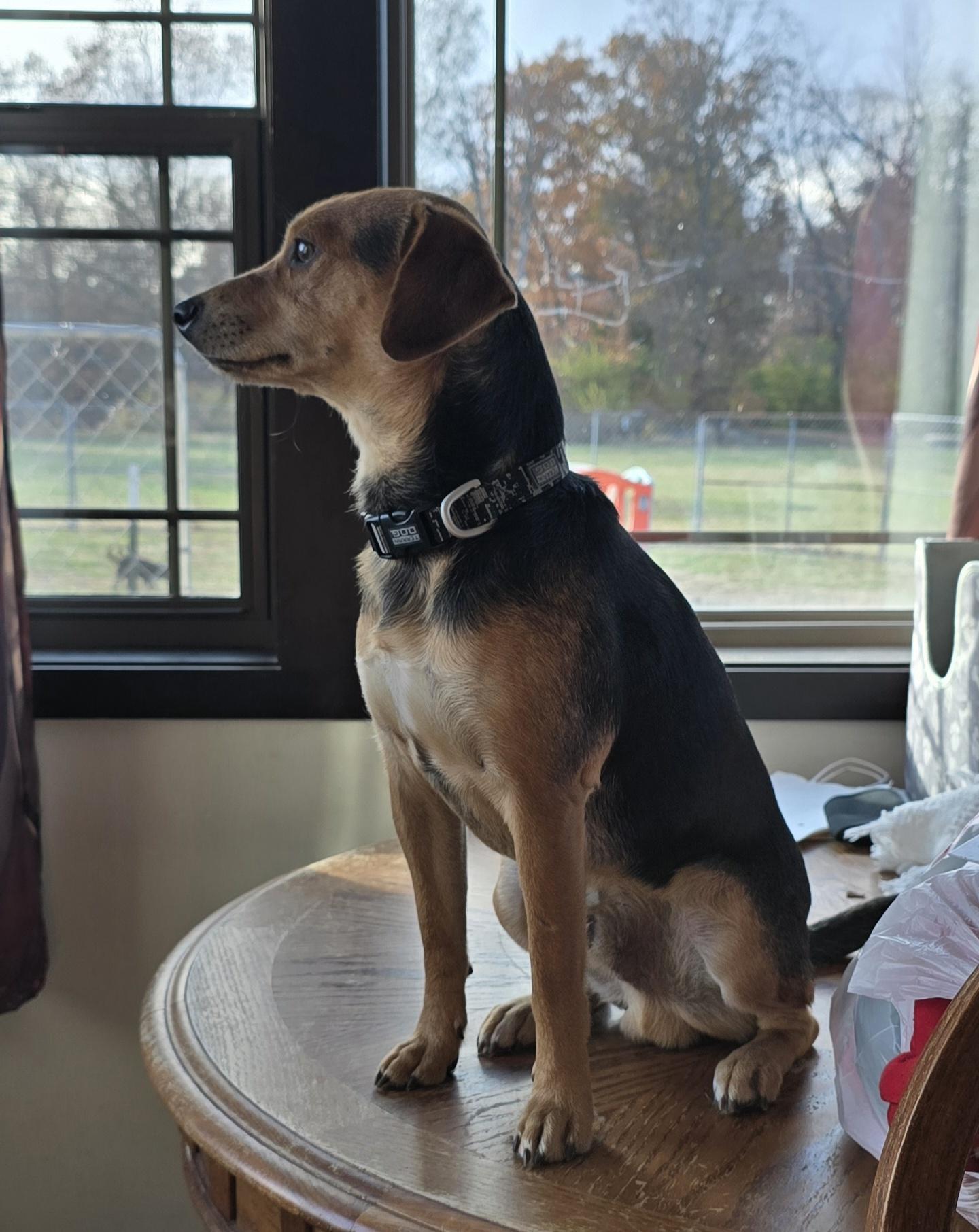 Rex, a ADOPTABLE mixed breed in Terre Haute, IN image 5/6