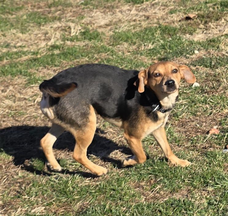 Rex, a ADOPTABLE mixed breed in Terre Haute, IN image 6/6