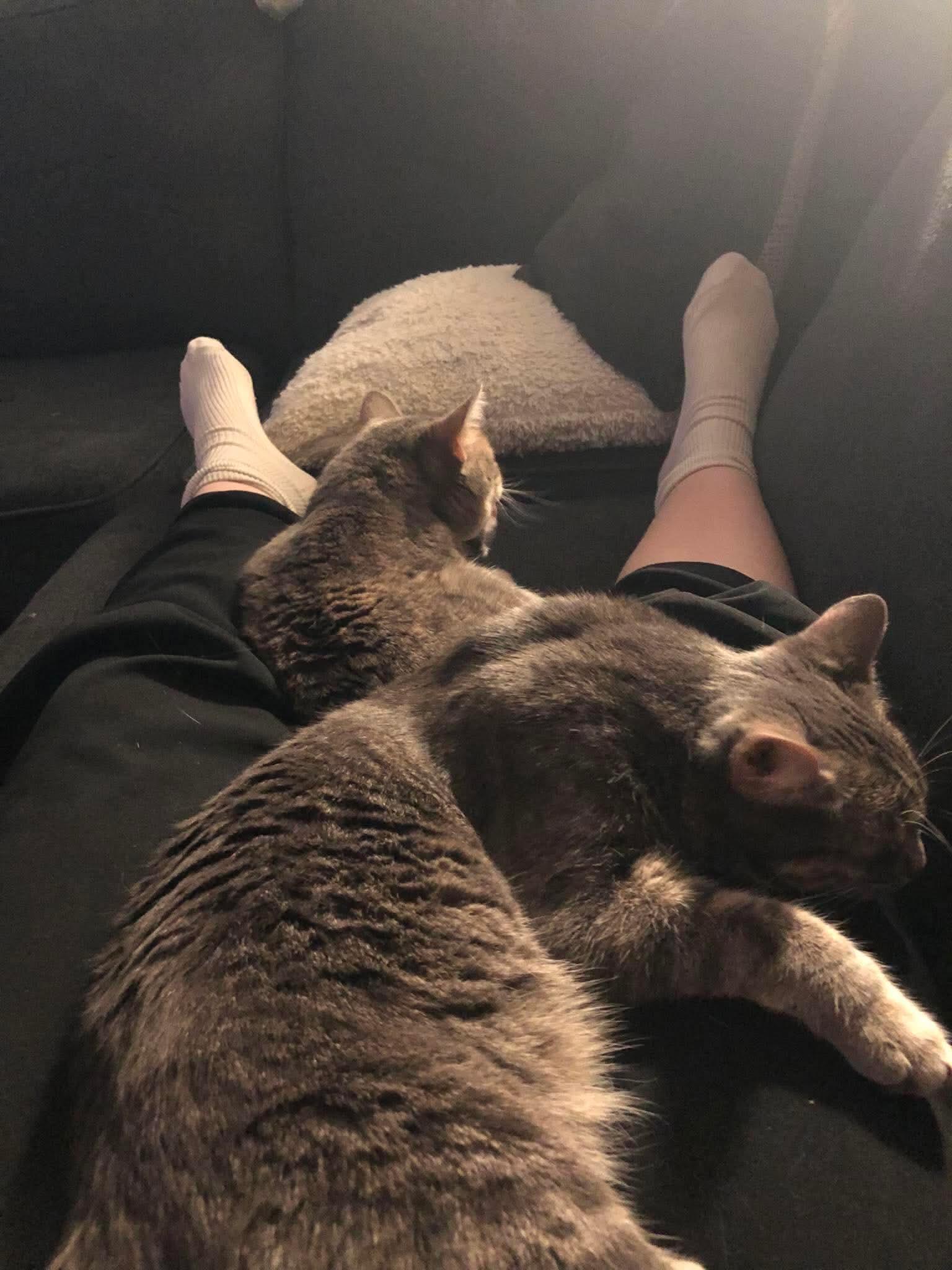 GABRIELLA (bonded with MATILDA), a Adoptable Domestic Short Hair in Tillsonburg, ON image 6/6
