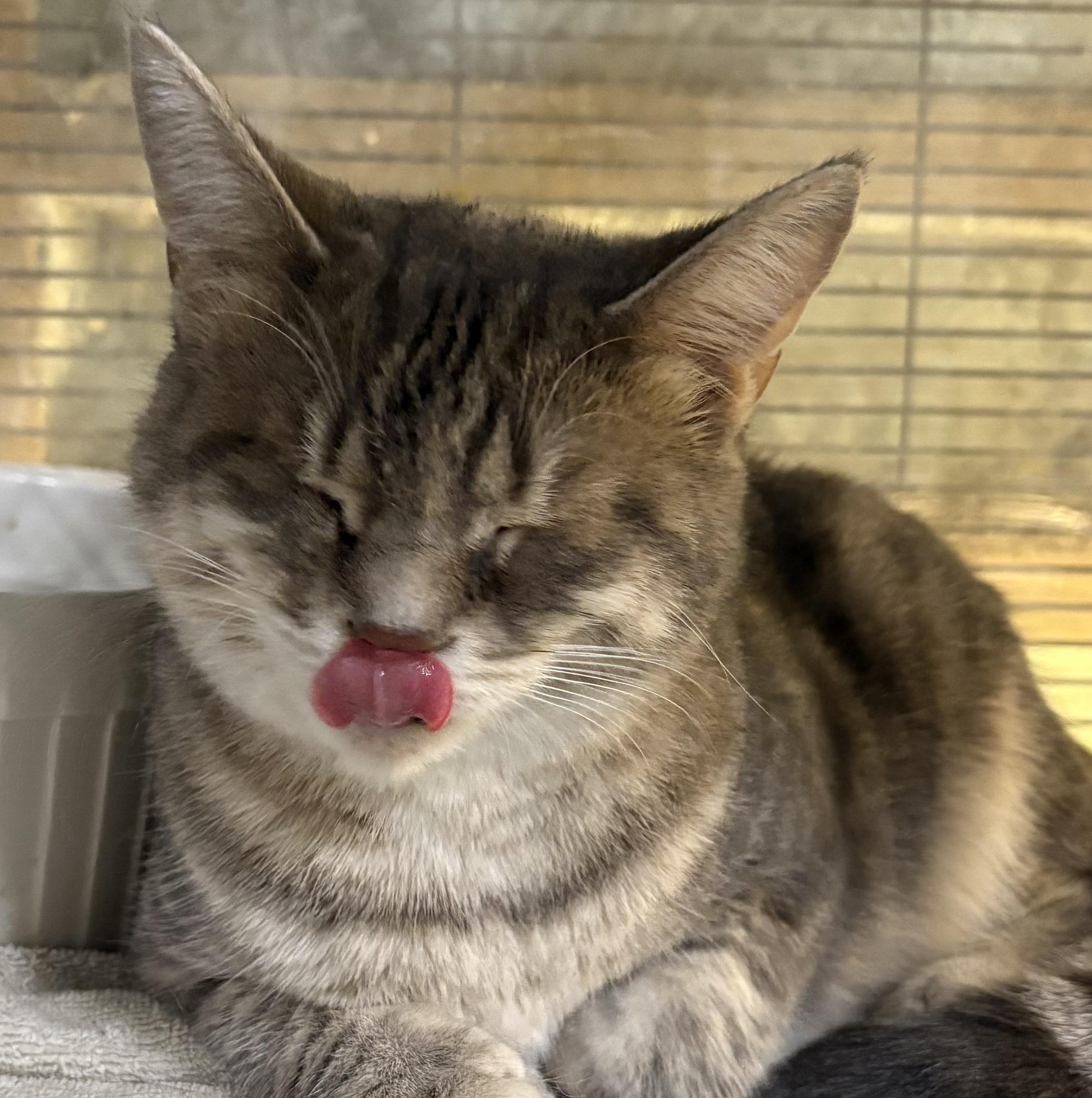 Enlarge GABRIELLA (bonded with MATILDA), a Adoptable Domestic Short Hair in Tillsonburg, ON image 2/4