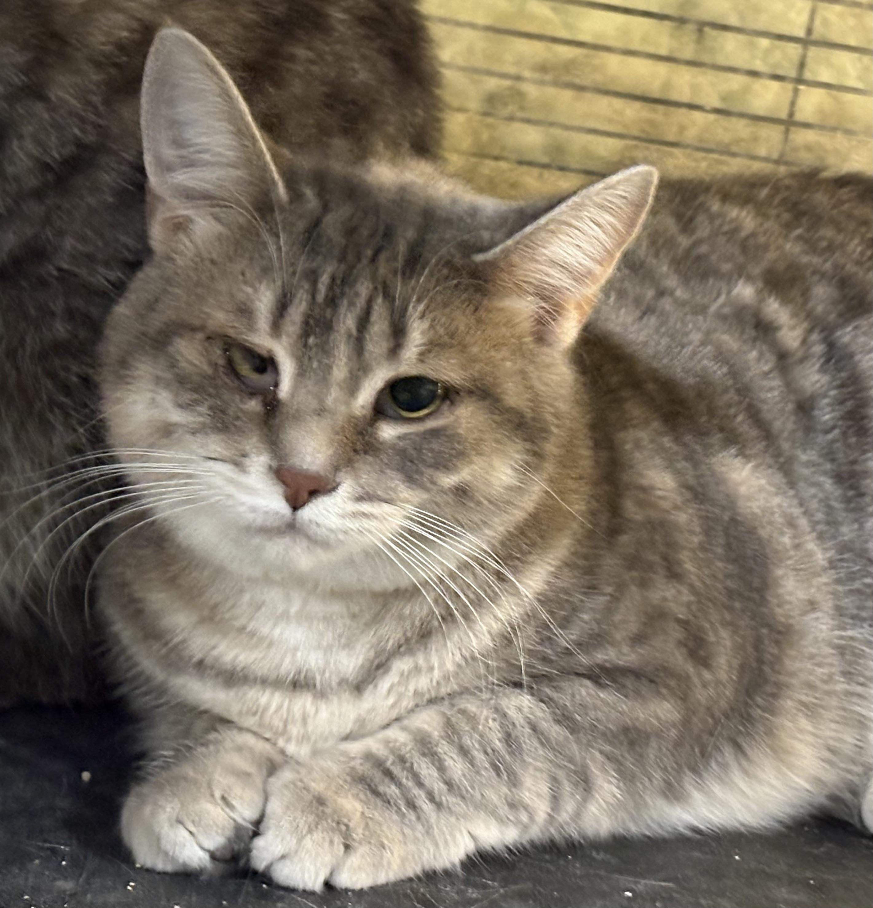 GABRIELLA (bonded with MATILDA)