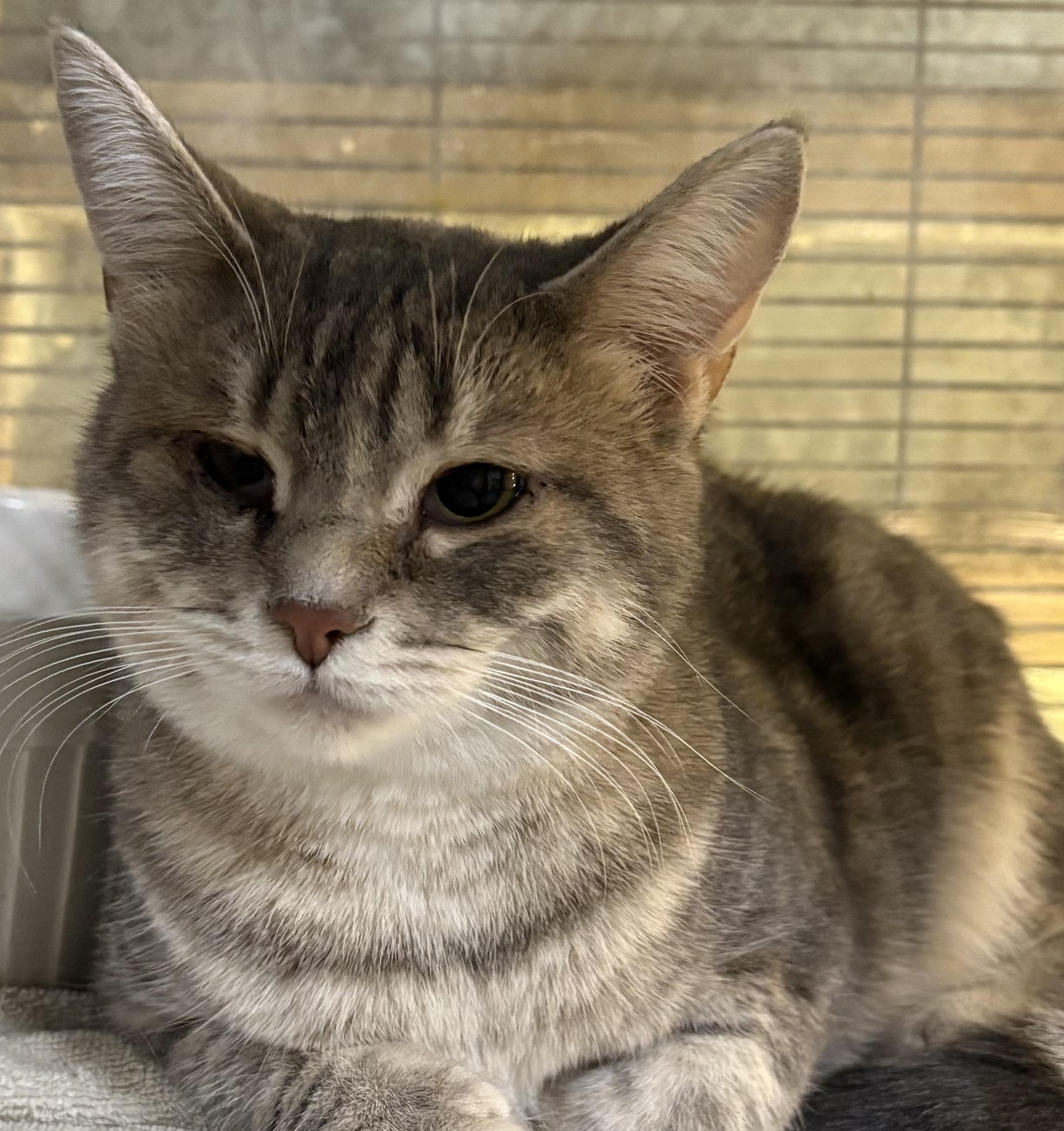 Enlarge GABRIELLA (bonded with MATILDA), a Adoptable Domestic Short Hair in Tillsonburg, ON image 1/4