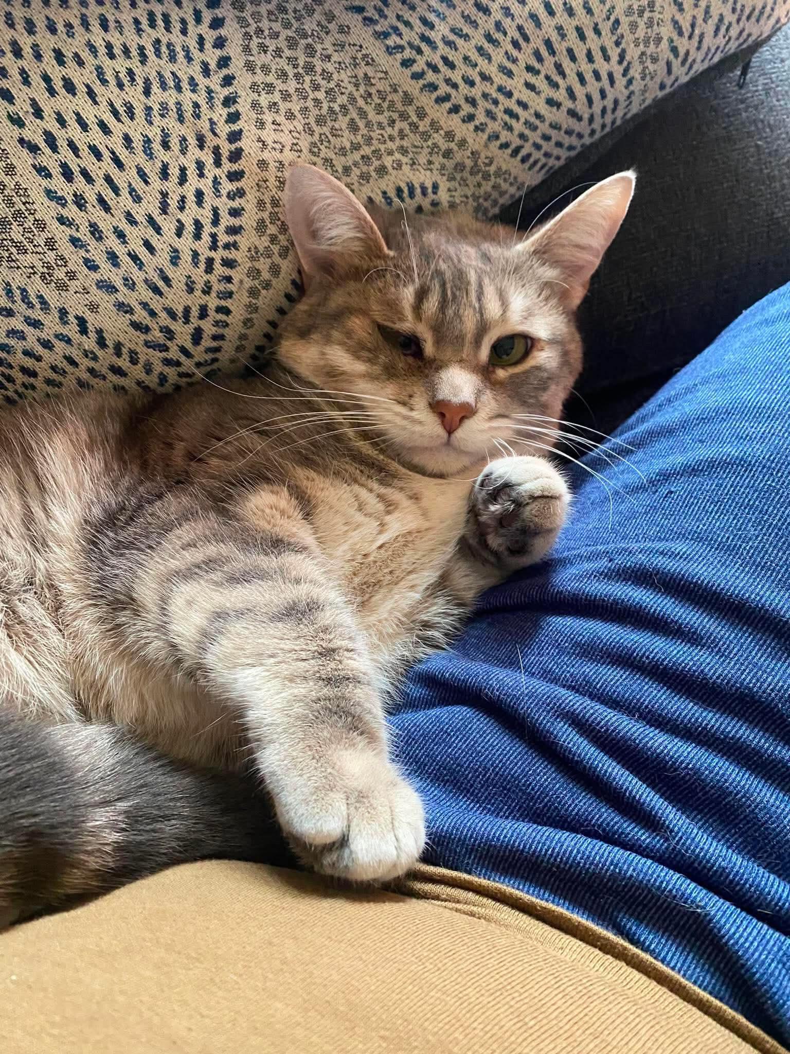 GABRIELLA (bonded with MATILDA), a Adoptable Domestic Short Hair in Tillsonburg, ON image 5/6