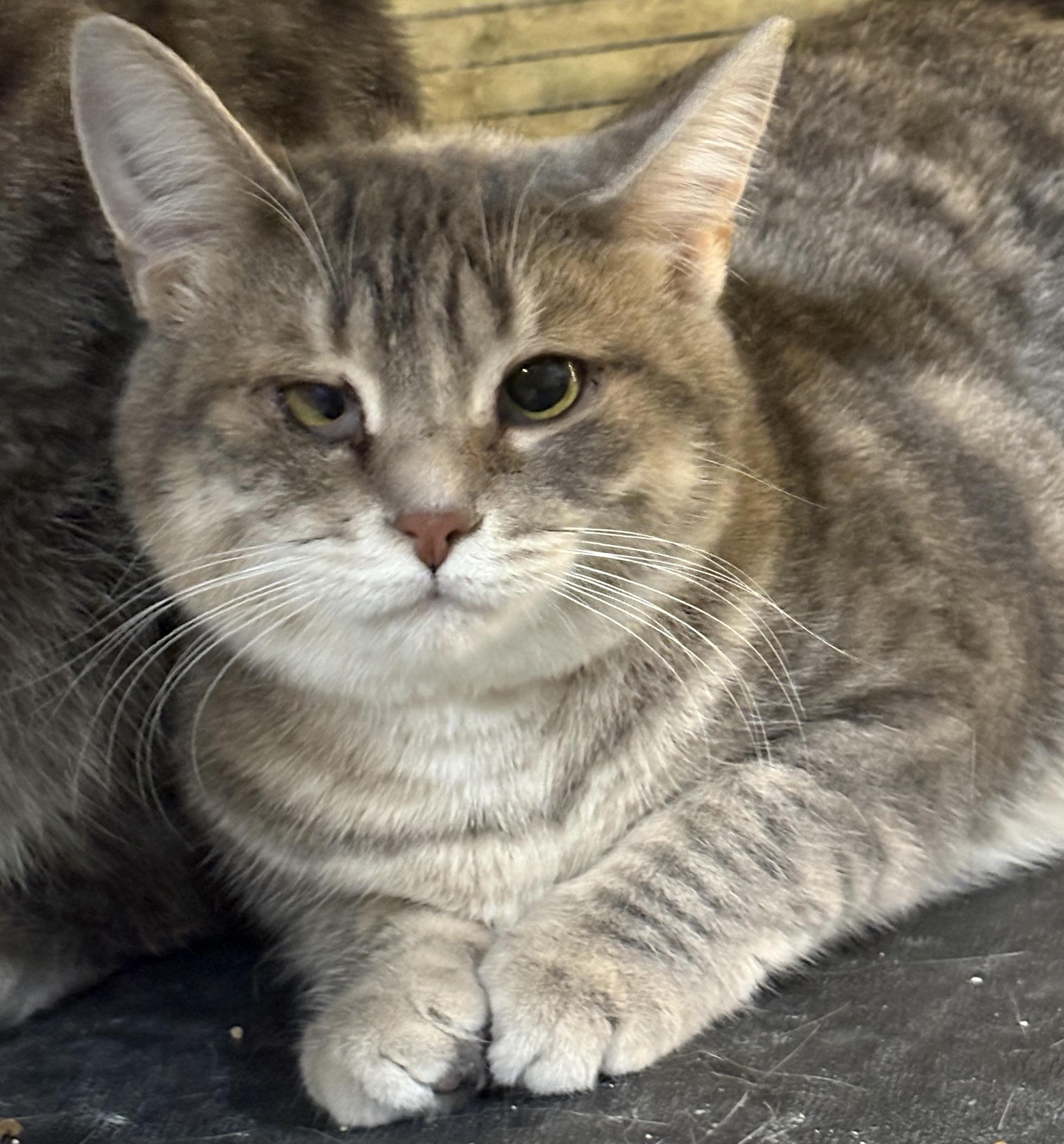Enlarge GABRIELLA (bonded with MATILDA), a Adoptable Domestic Short Hair in Tillsonburg, ON image 3/4