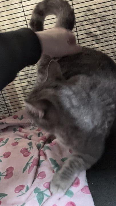 Enlarge GABRIELLA (bonded with MATILDA), a Adoptable Domestic Short Hair in Tillsonburg, ON video 4/4