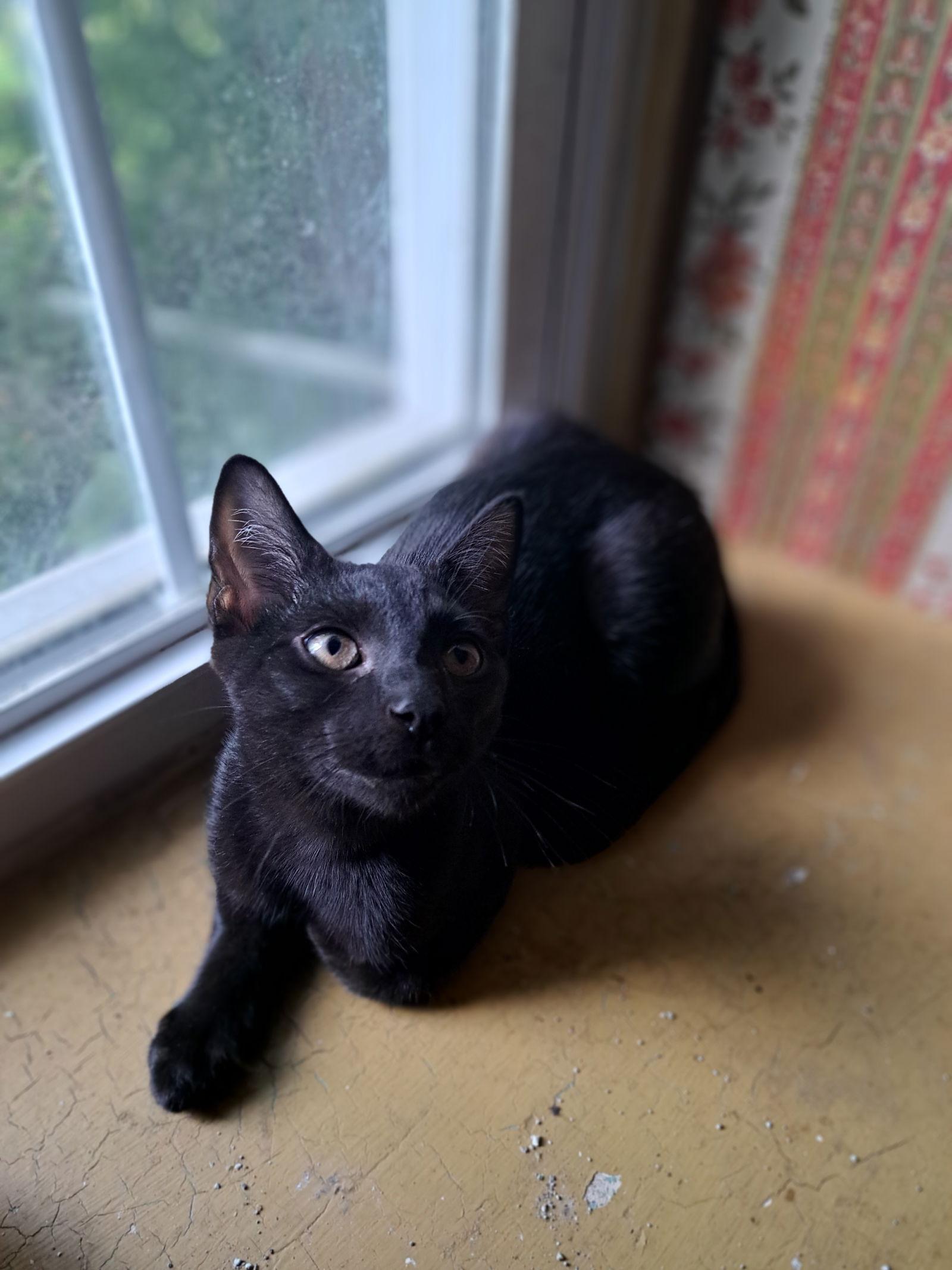 Enlarge Danny, Willow Grove PA Area (FCID 06/09/2025-151), a Adoptable Domestic Short Hair in Greenville, DE image 1/3