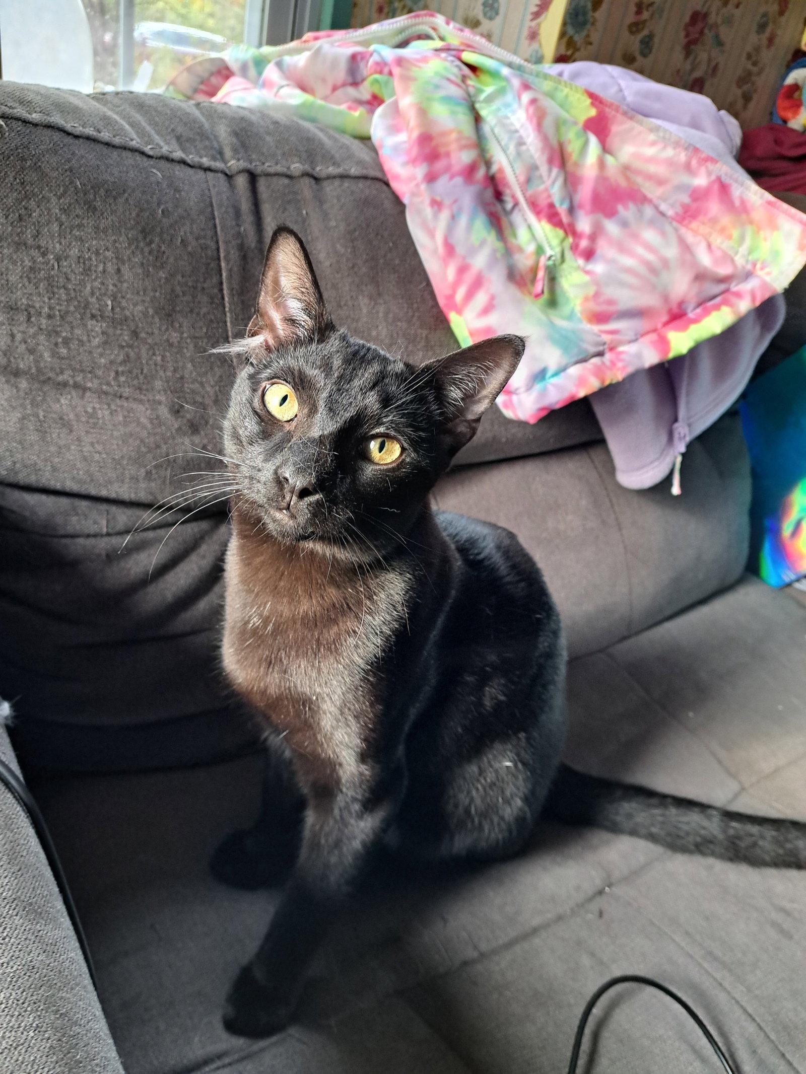 Danny, Willow Grove PA Area (FCID 06/09/2025-151), Adoptable, Young Male Domestic Short Hair.