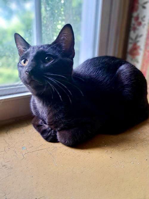 Enlarge Danny, Willow Grove PA Area (FCID 06/09/2025-151), a Adoptable Domestic Short Hair in Greenville, DE image 2/3