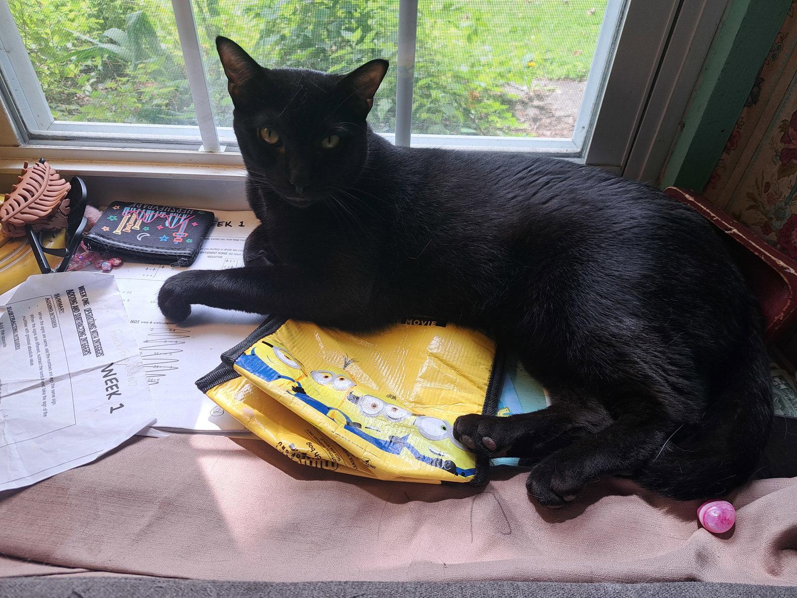Danny, Willow Grove PA Area (FCID 06/09/2025-151), a Adoptable Domestic Short Hair in Greenville, DE image 2/3