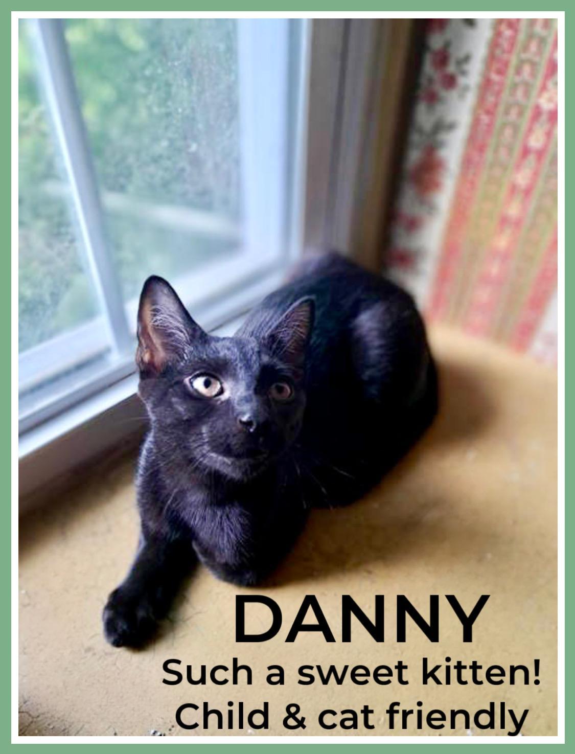Enlarge Danny, Willow Grove PA Area (FCID 06/09/2025-151), a Adoptable Domestic Short Hair in Greenville, DE image 3/3