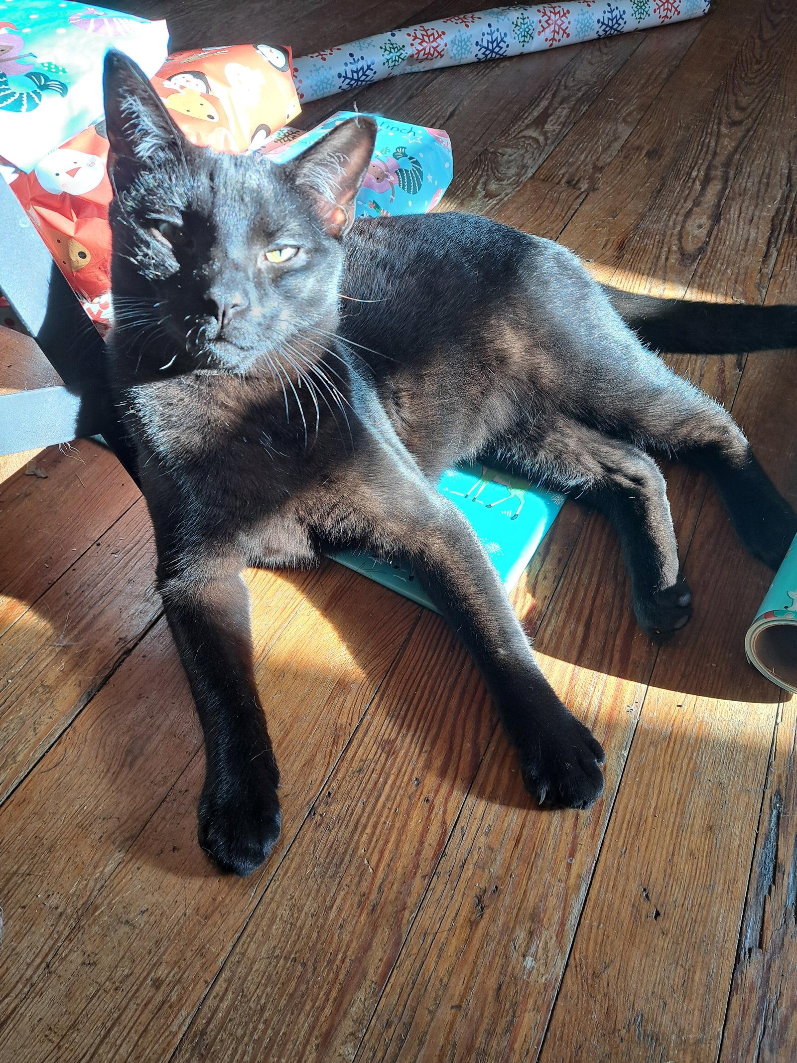Danny, Willow Grove PA Area (FCID 06/09/2025-151), a Adoptable Domestic Short Hair in Greenville, DE image 3/3