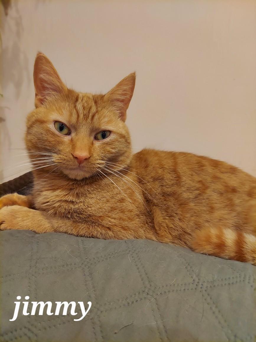 Jimmy, a Adoptable Domestic Short Hair in Westfield, NJ image 1/5