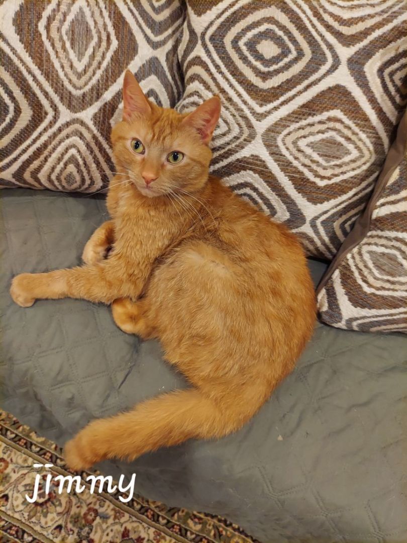 Jimmy, a Adoptable Domestic Short Hair in Westfield, NJ image 2/5