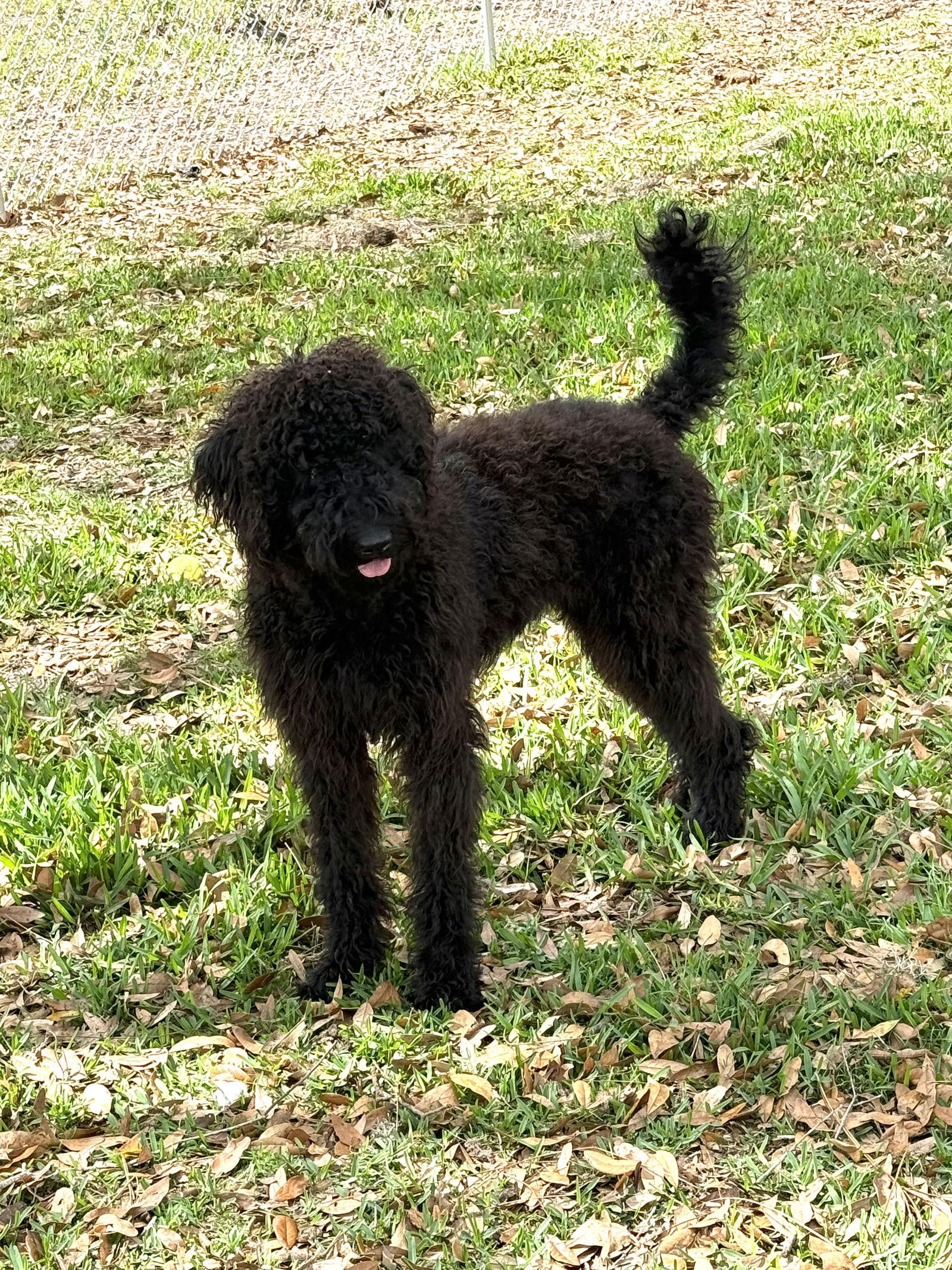 Enlarge Bella Doodle, a Adoptable Standard Poodle in Valrico, FL image 1/3