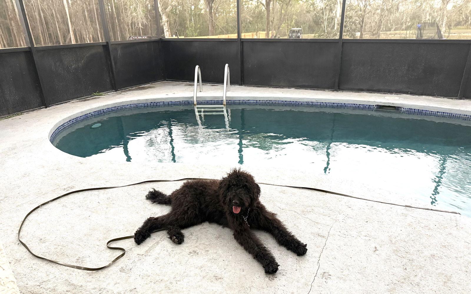 Enlarge Bella Doodle, a Adoptable Standard Poodle in Valrico, FL image 3/3