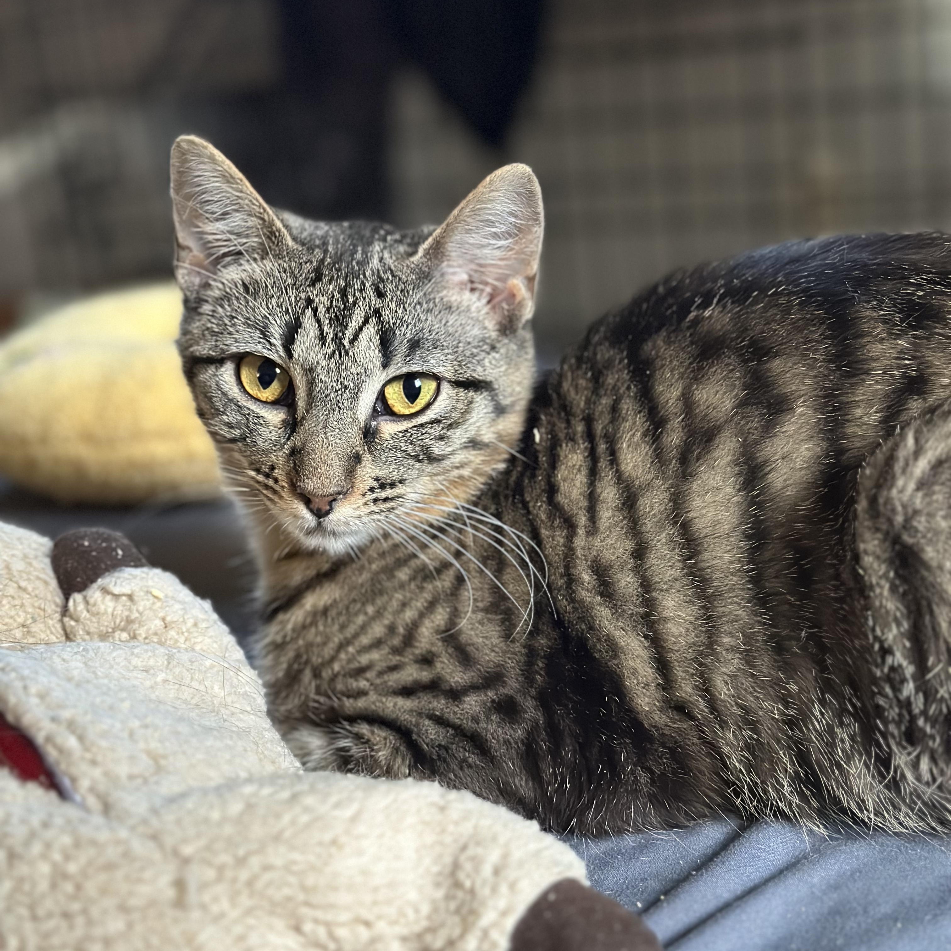 Briar, an adoptable Domestic Short Hair in Pardeeville, WI, 53954 | Photo Image 6