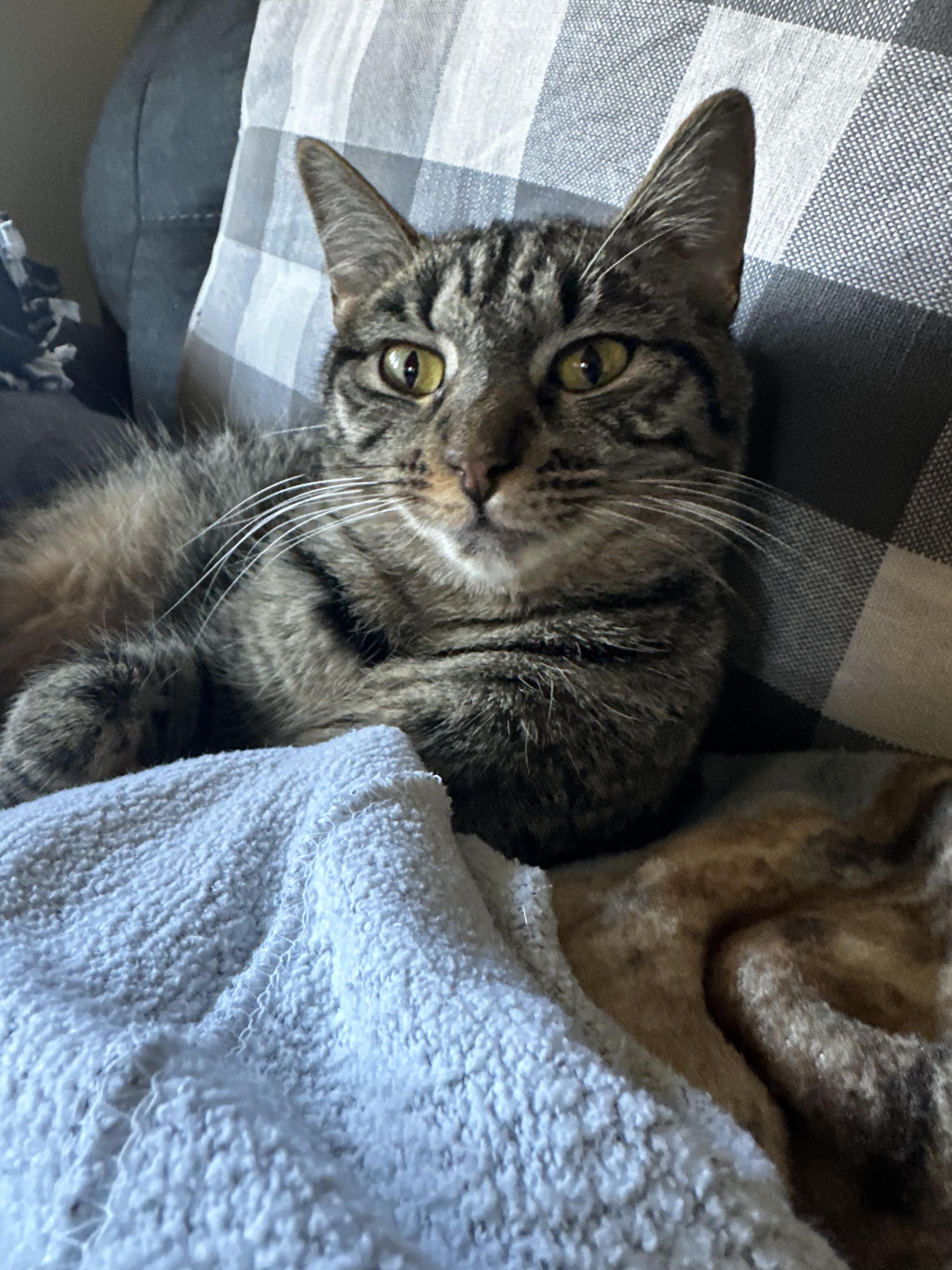 Briar, an adoptable Domestic Short Hair in Pardeeville, WI, 53954 | Photo Image 4