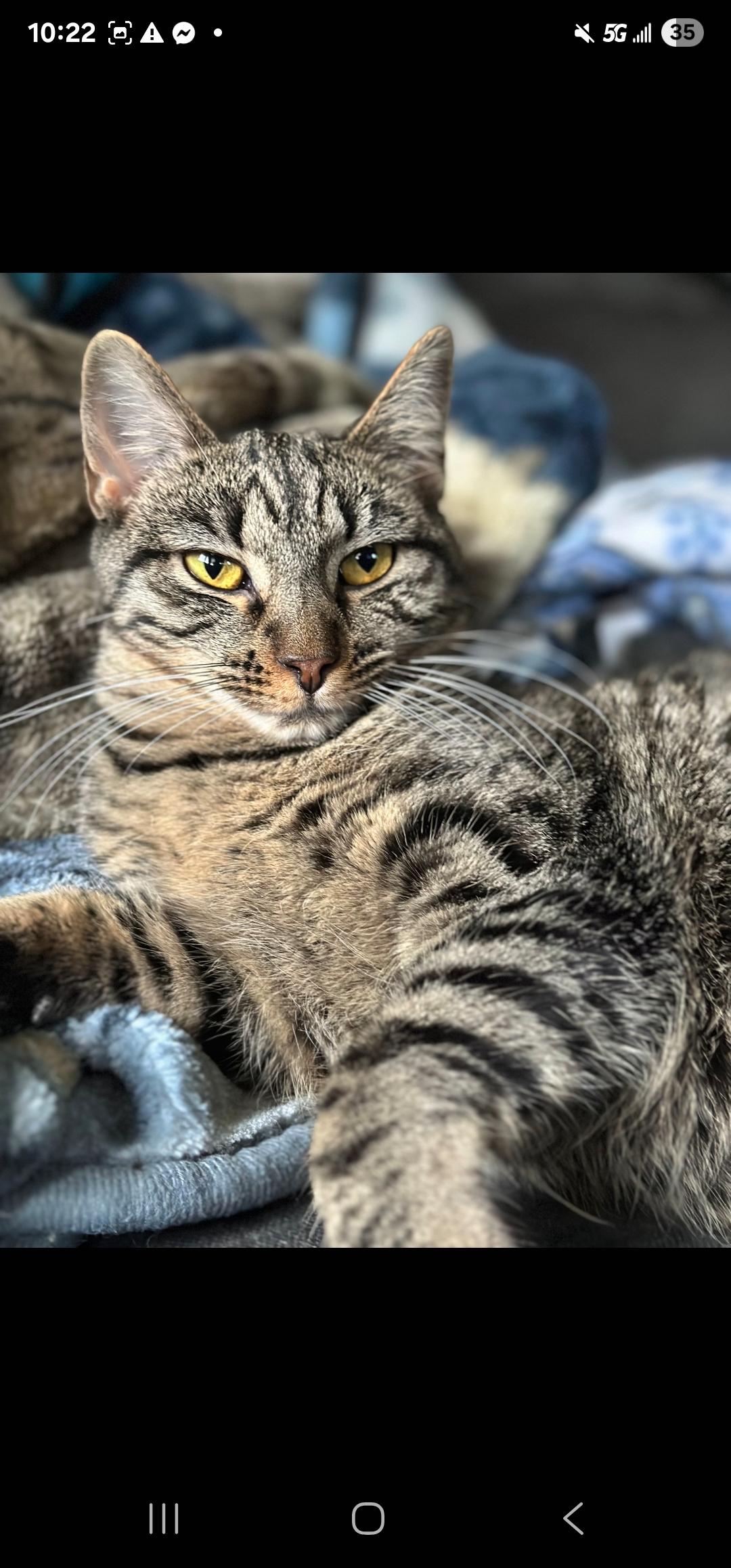 Briar, an adoptable Domestic Short Hair in Pardeeville, WI, 53954 | Photo Image 2