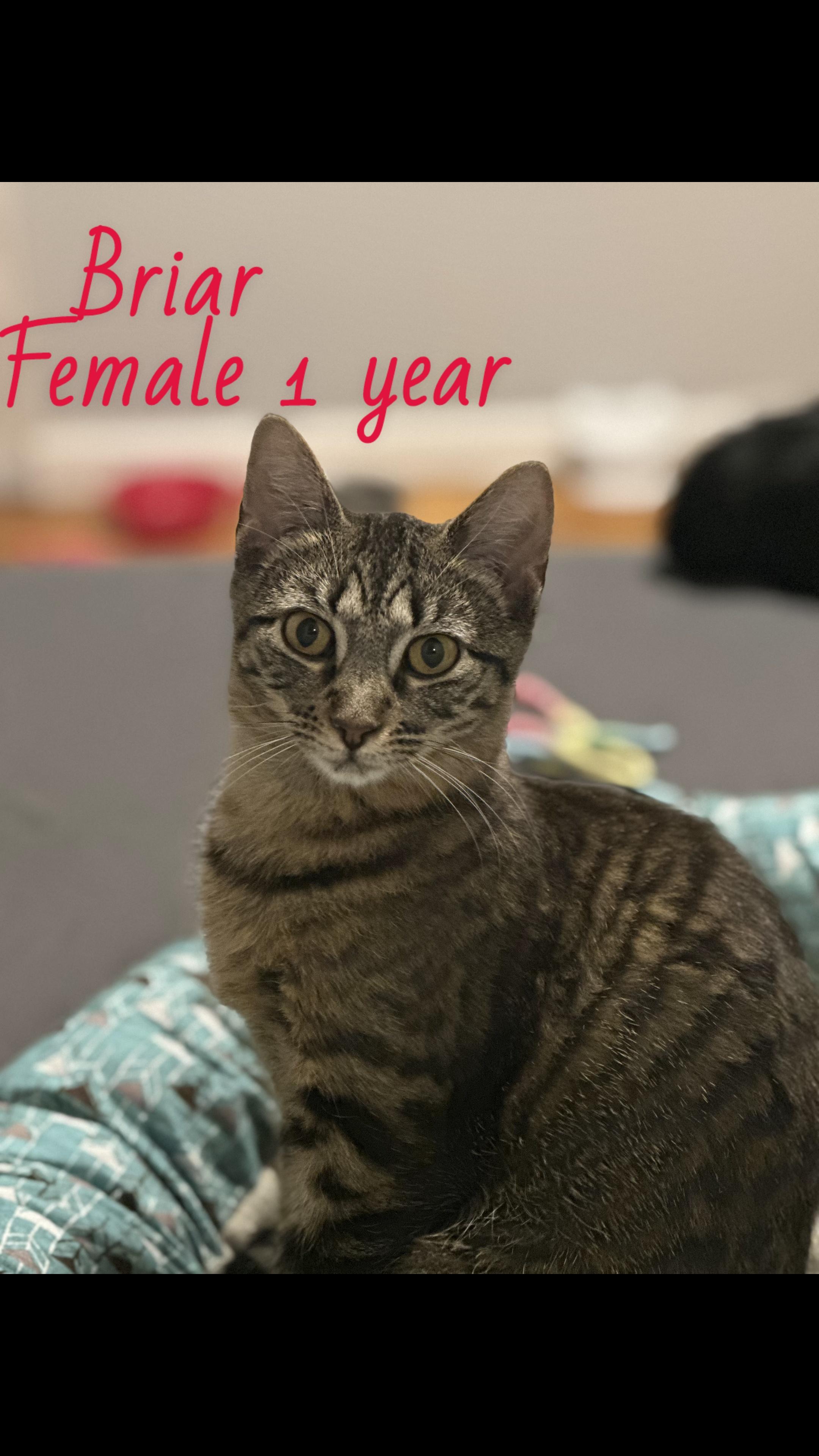 Briar, an adoptable Domestic Short Hair in Pardeeville, WI, 53954 | Photo Image 3