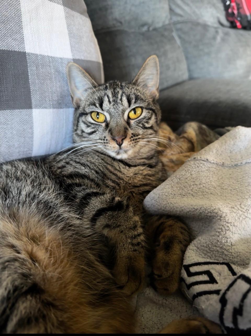 Briar, an adoptable Domestic Short Hair in Pardeeville, WI, 53954 | Photo Image 3