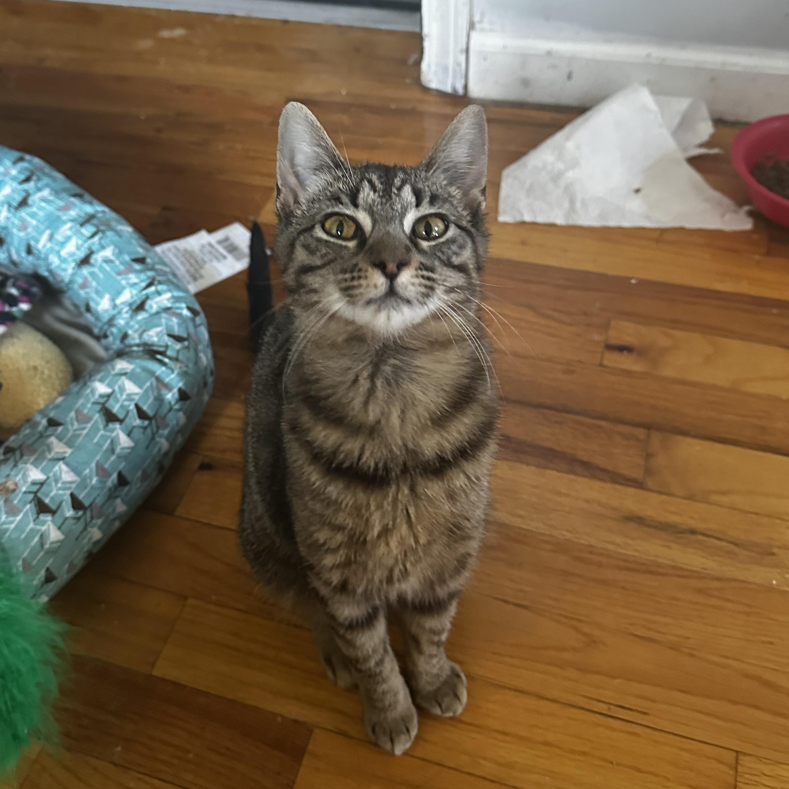 Briar, an adoptable Domestic Short Hair in Pardeeville, WI, 53954 | Photo Image 4