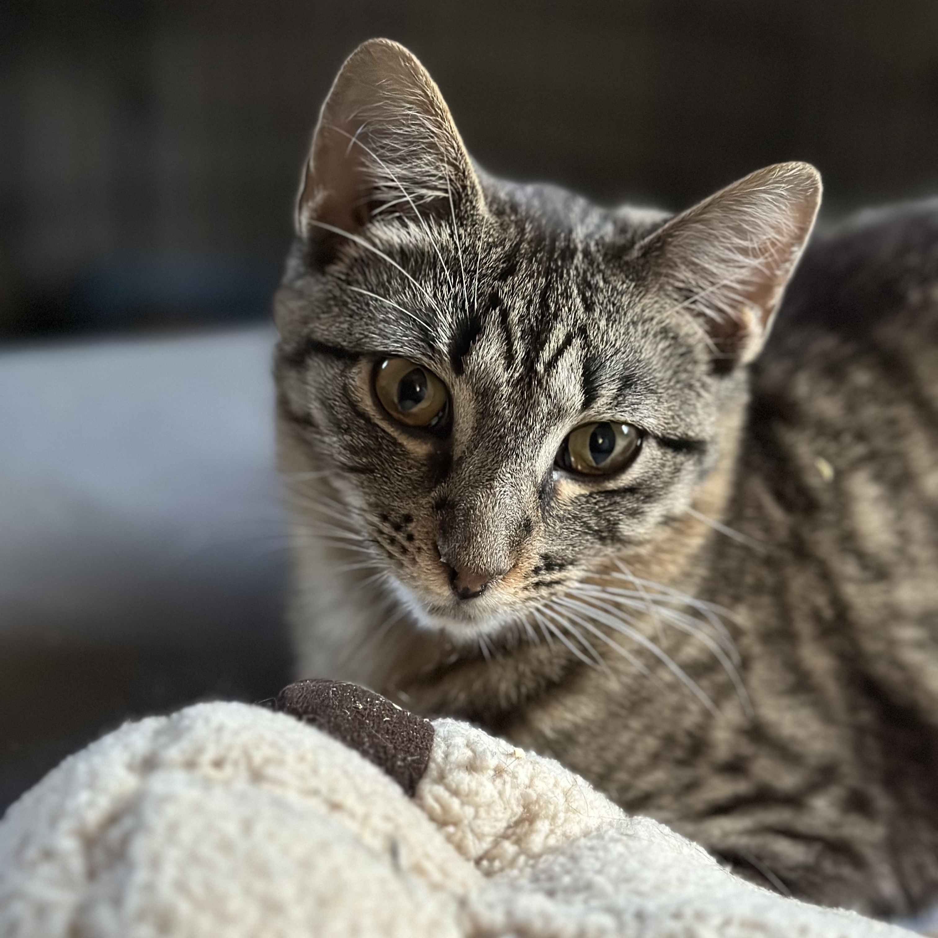 Briar, an adoptable Domestic Short Hair in Pardeeville, WI, 53954 | Photo Image 5