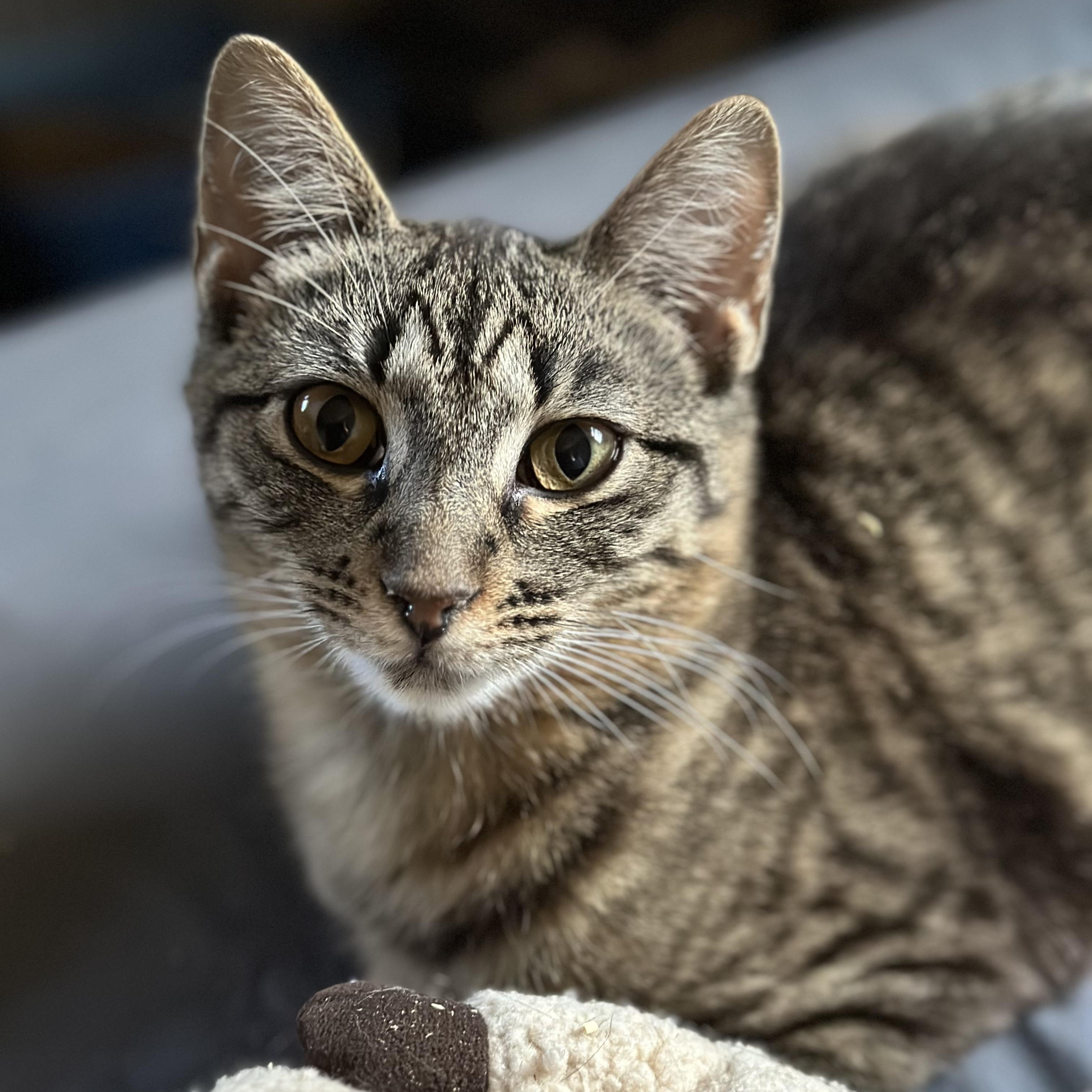 Briar, an adoptable Domestic Short Hair in Pardeeville, WI, 53954 | Photo Image 1