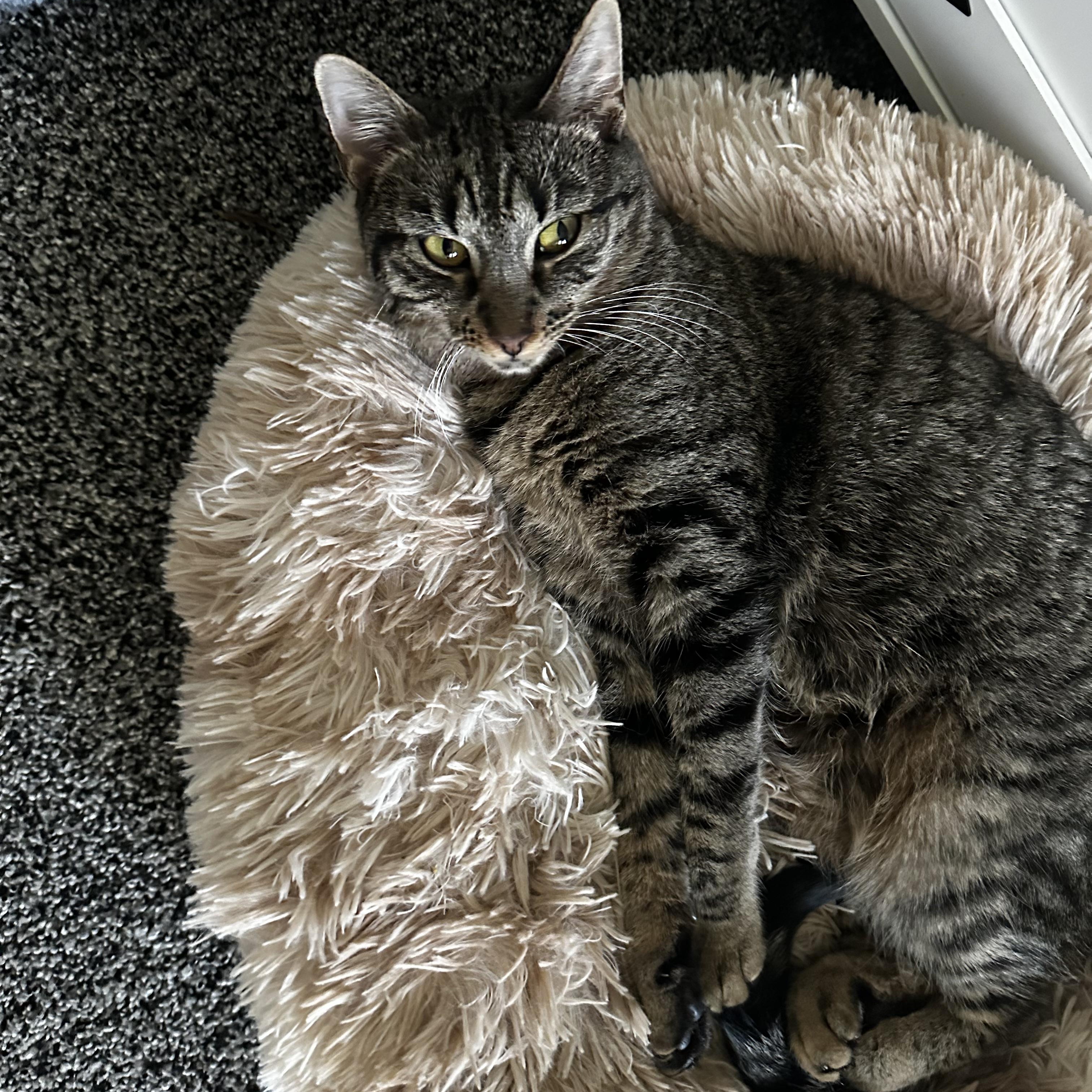 Briar, an adoptable Domestic Short Hair in Pardeeville, WI, 53954 | Photo Image 1