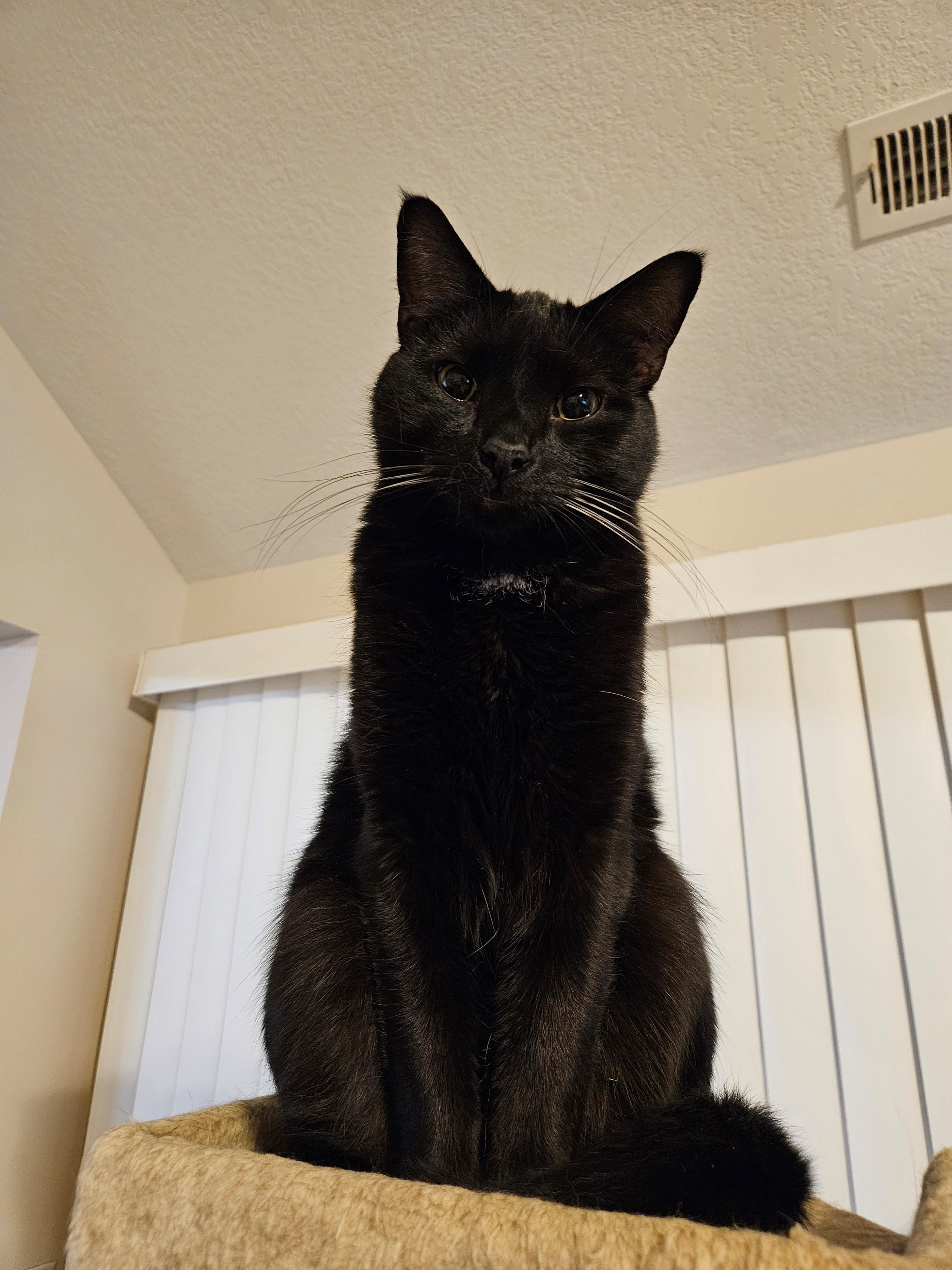 Enlarge Judah, a Adoptable Domestic Short Hair in Bridgewater, NJ image 5/5
