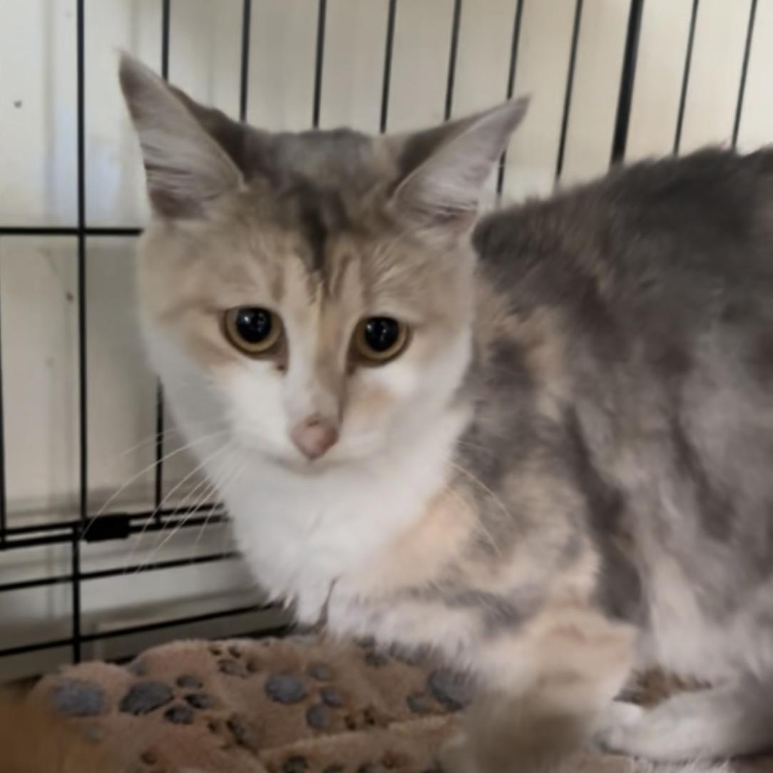 Enlarge Gaia, a Adopted mixed breed in Hartford, CT image 2/3