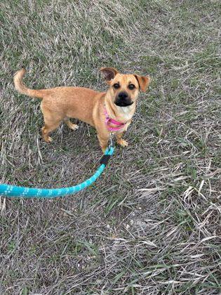 Enlarge Scooby Doo, a ADOPTABLE mixed breed in Steamboat Springs, CO image 2/2