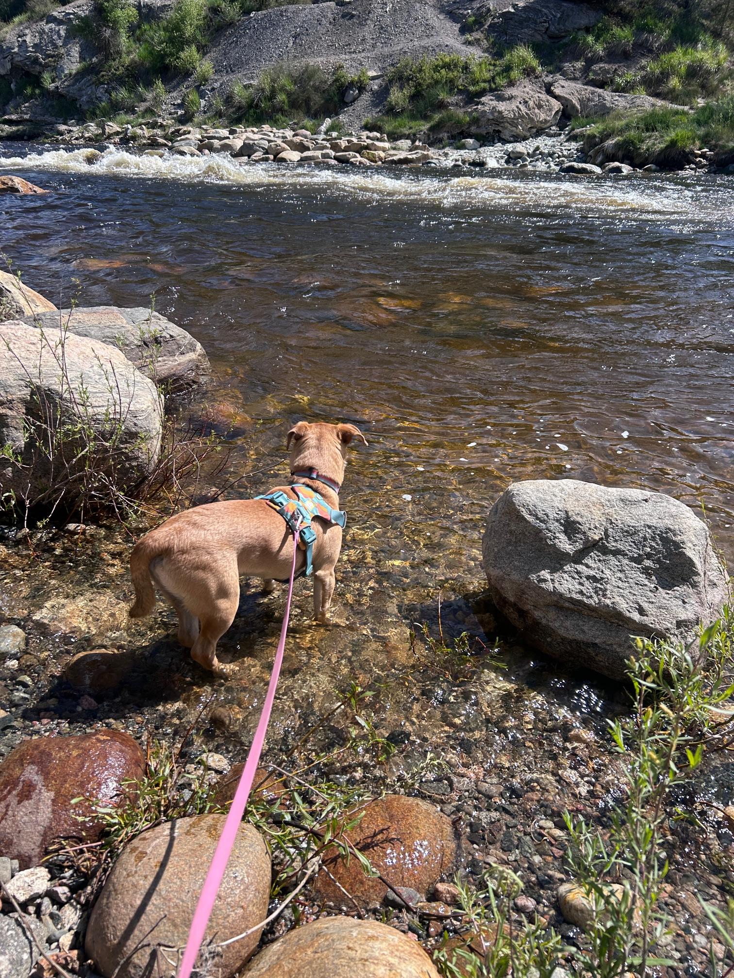 Enlarge Scooby Doo, a ADOPTABLE mixed breed in Steamboat Springs, CO image 3/5