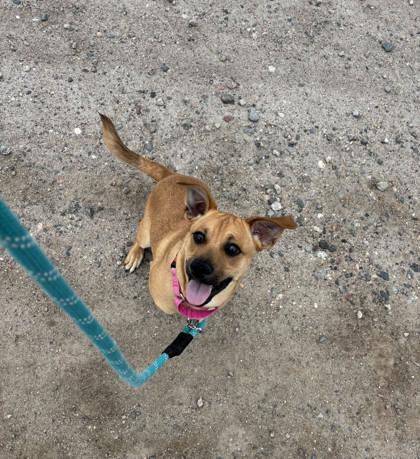 Scooby Doo, ADOPTABLE, Young Male Labrador Retriever.