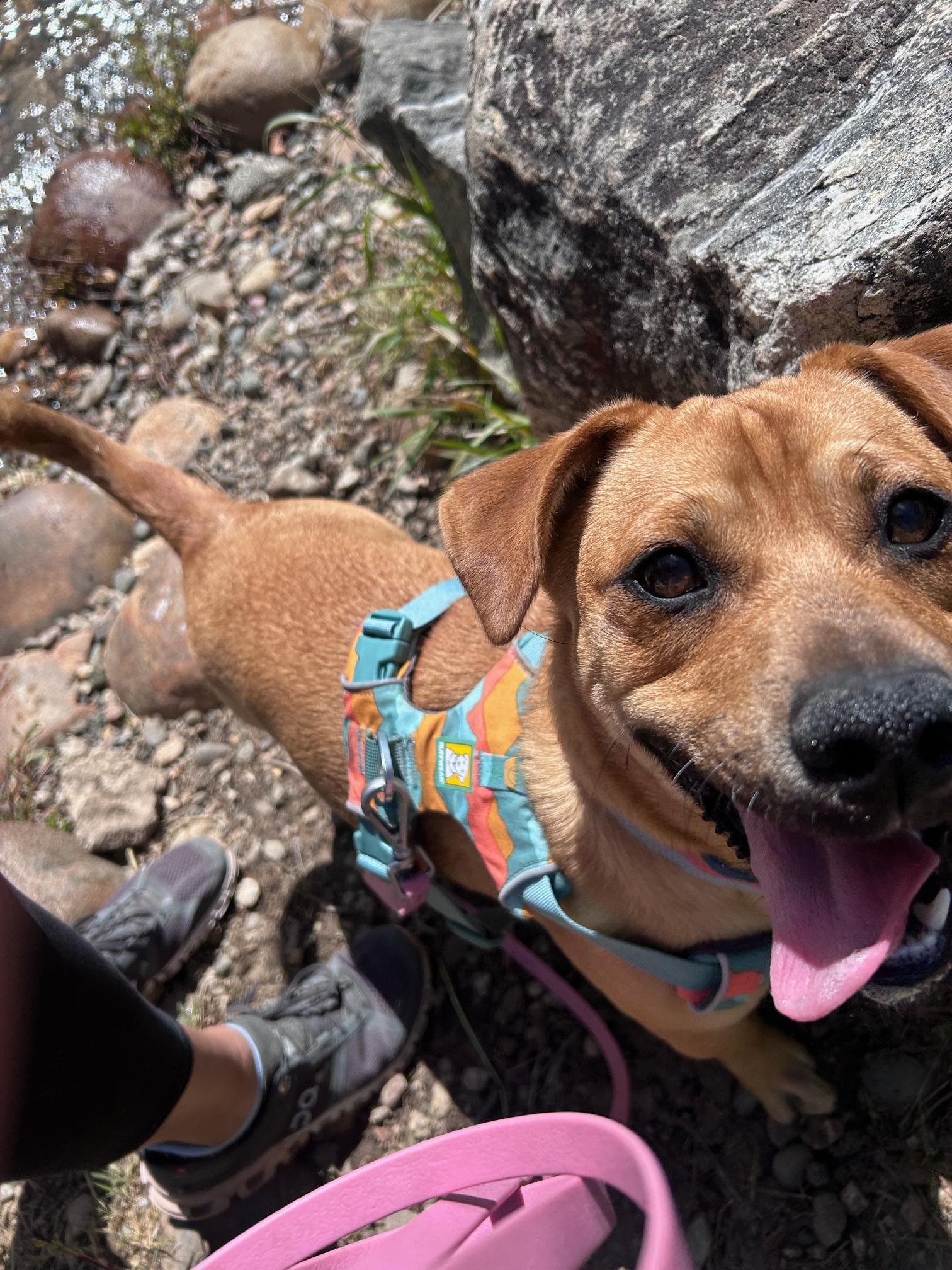 Enlarge Scooby Doo, a ADOPTABLE mixed breed in Steamboat Springs, CO image 2/5