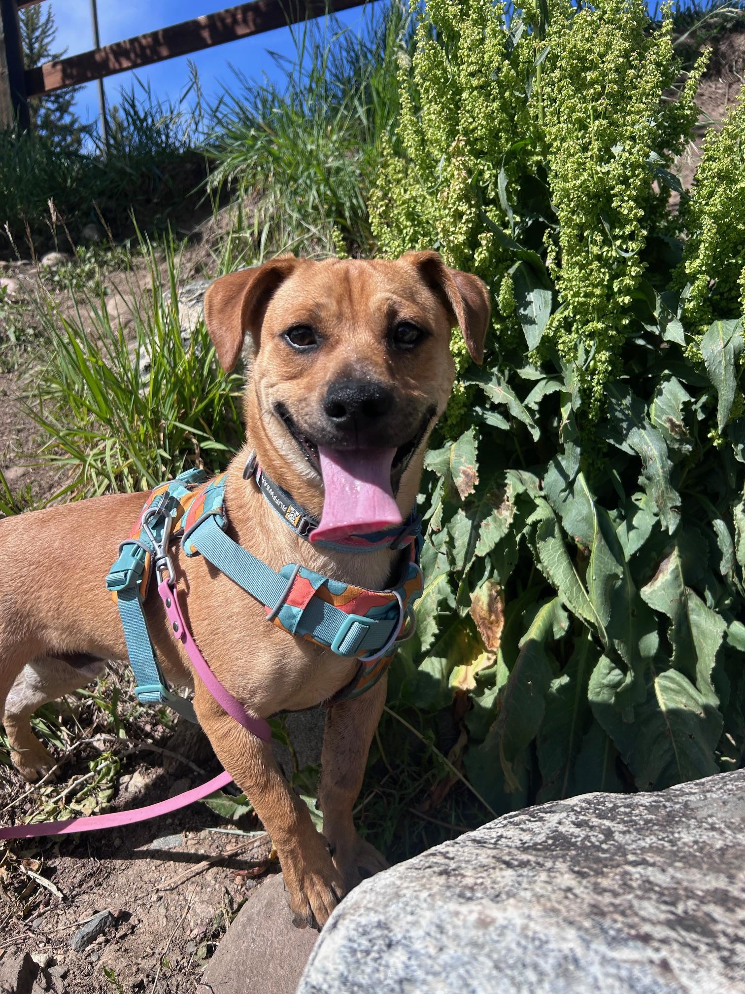 Enlarge Scooby Doo, a ADOPTABLE mixed breed in Steamboat Springs, CO image 1/5