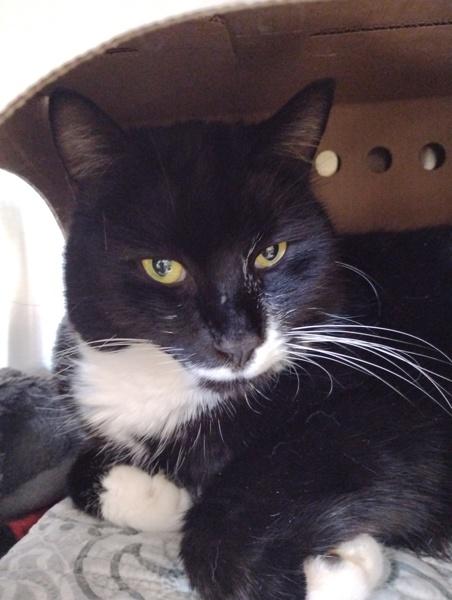 Tinker Toy, Adoptable, Adult Male Domestic Short Hair.