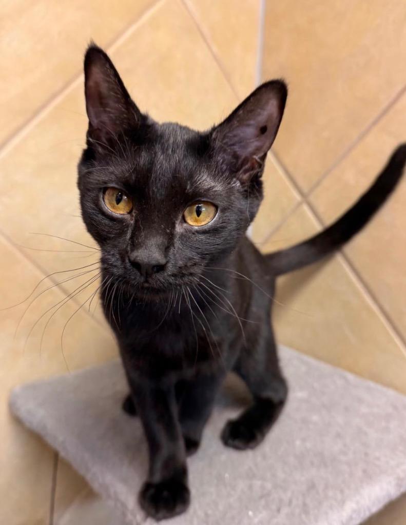 Evie, Adoptable, Kitten Female Domestic Short Hair.
