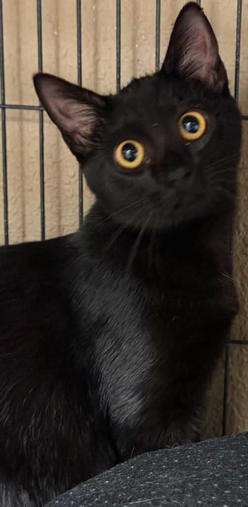 Enlarge Evie, a Adoptable mixed breed in Midland, TX image 2/3