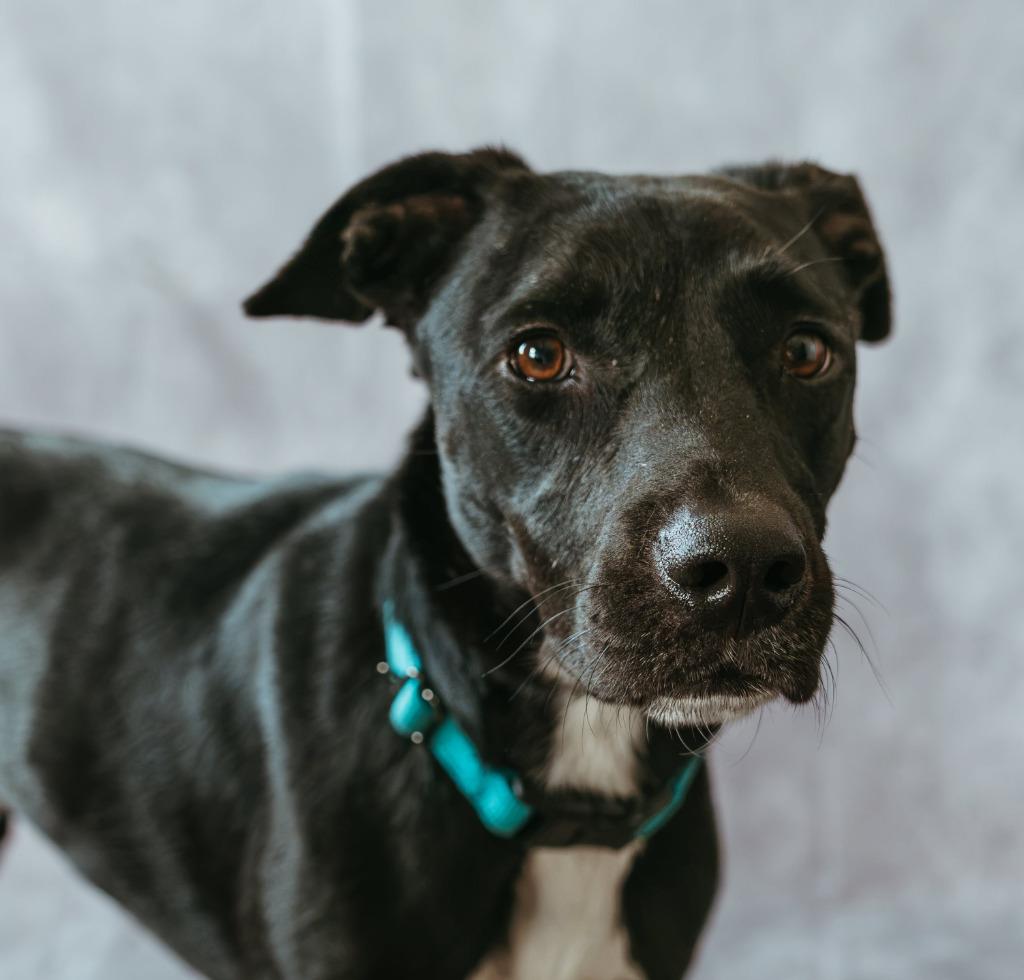 Scooter $450, Adoptable, Young Male Labrador Retriever.