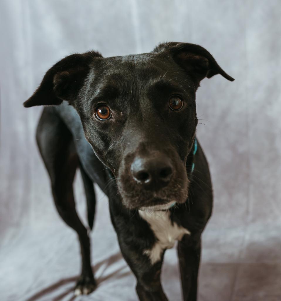 Enlarge Scooter $450, a Adoptable Labrador Retriever in Milwaukee, WI image 2/6