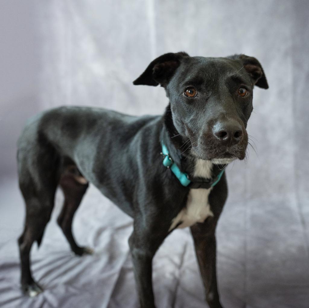 Enlarge Scooter $450, a Adoptable Labrador Retriever in Milwaukee, WI image 4/6
