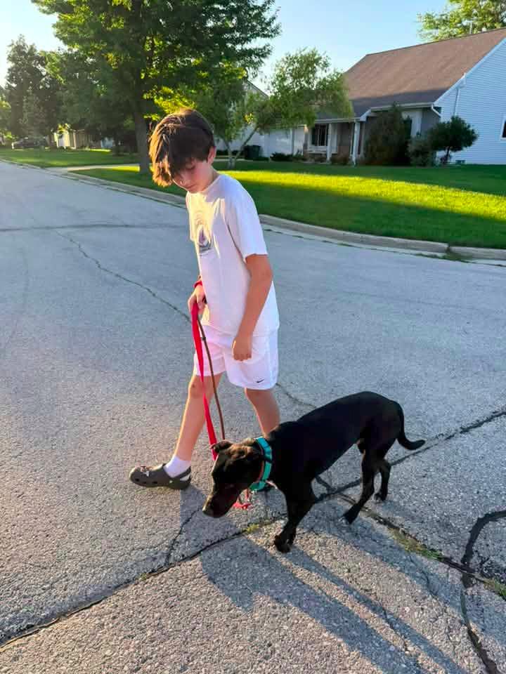 Enlarge Scooter $450, a Adoptable Labrador Retriever in Milwaukee, WI image 5/6