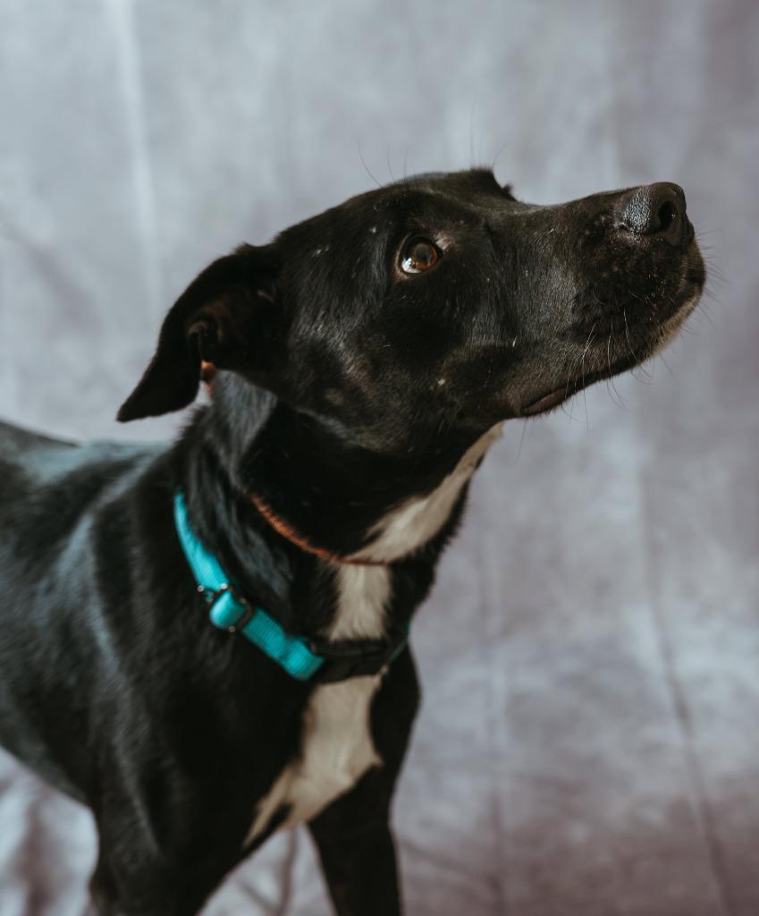 Enlarge Scooter $450, a Adoptable Labrador Retriever in Milwaukee, WI image 6/6