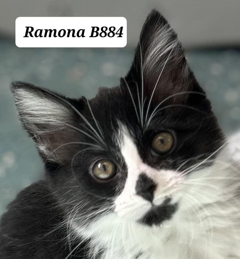 Ramona, ADOPTABLE, Kitten Female Domestic Long Hair.