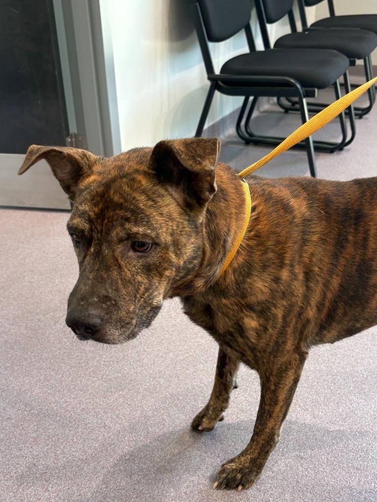 Spike, Adoptable, Adult Male Catahoula Leopard Dog & Pit Bull Terrier.