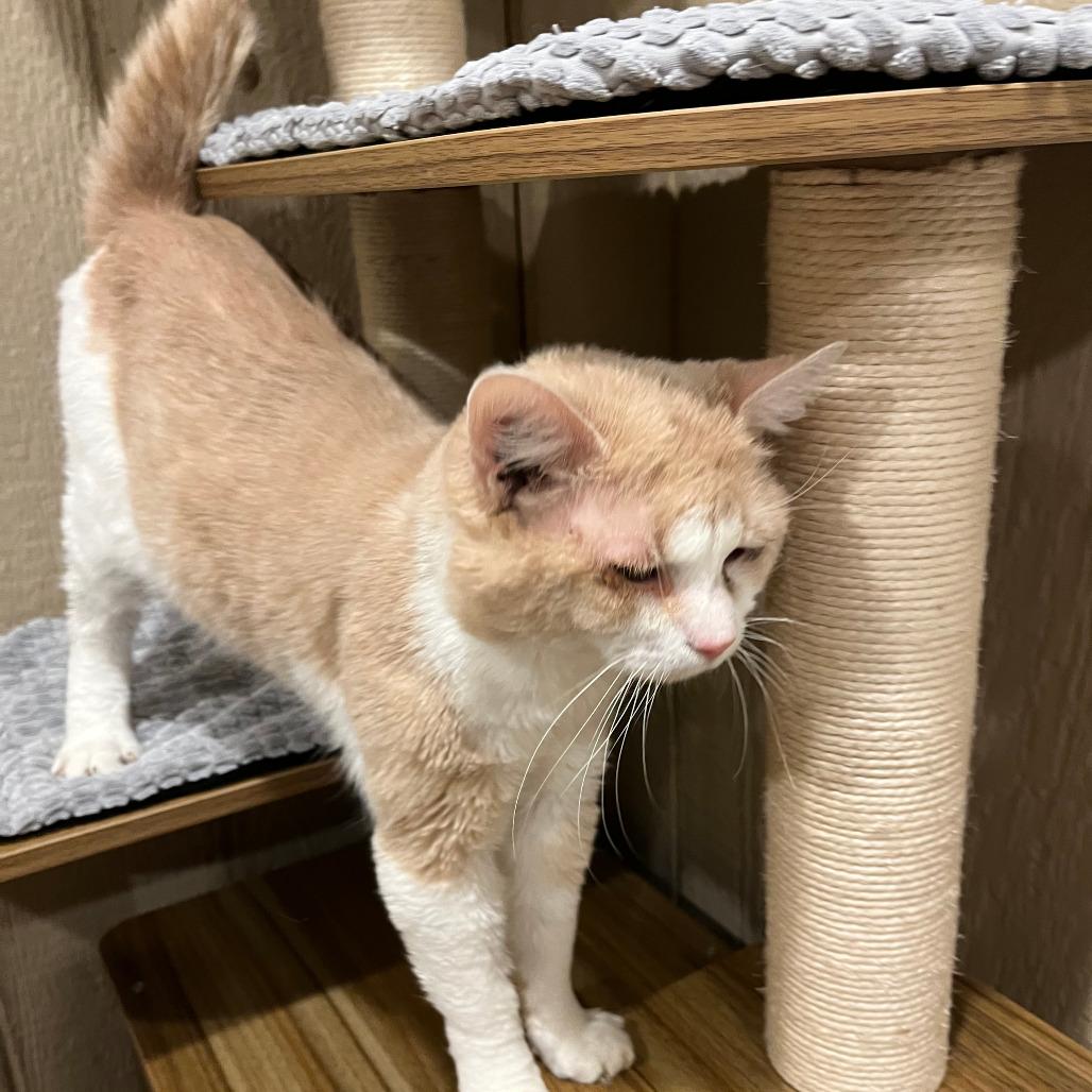 0226-02 Socks, Adoptable, Senior Male Domestic Short Hair.