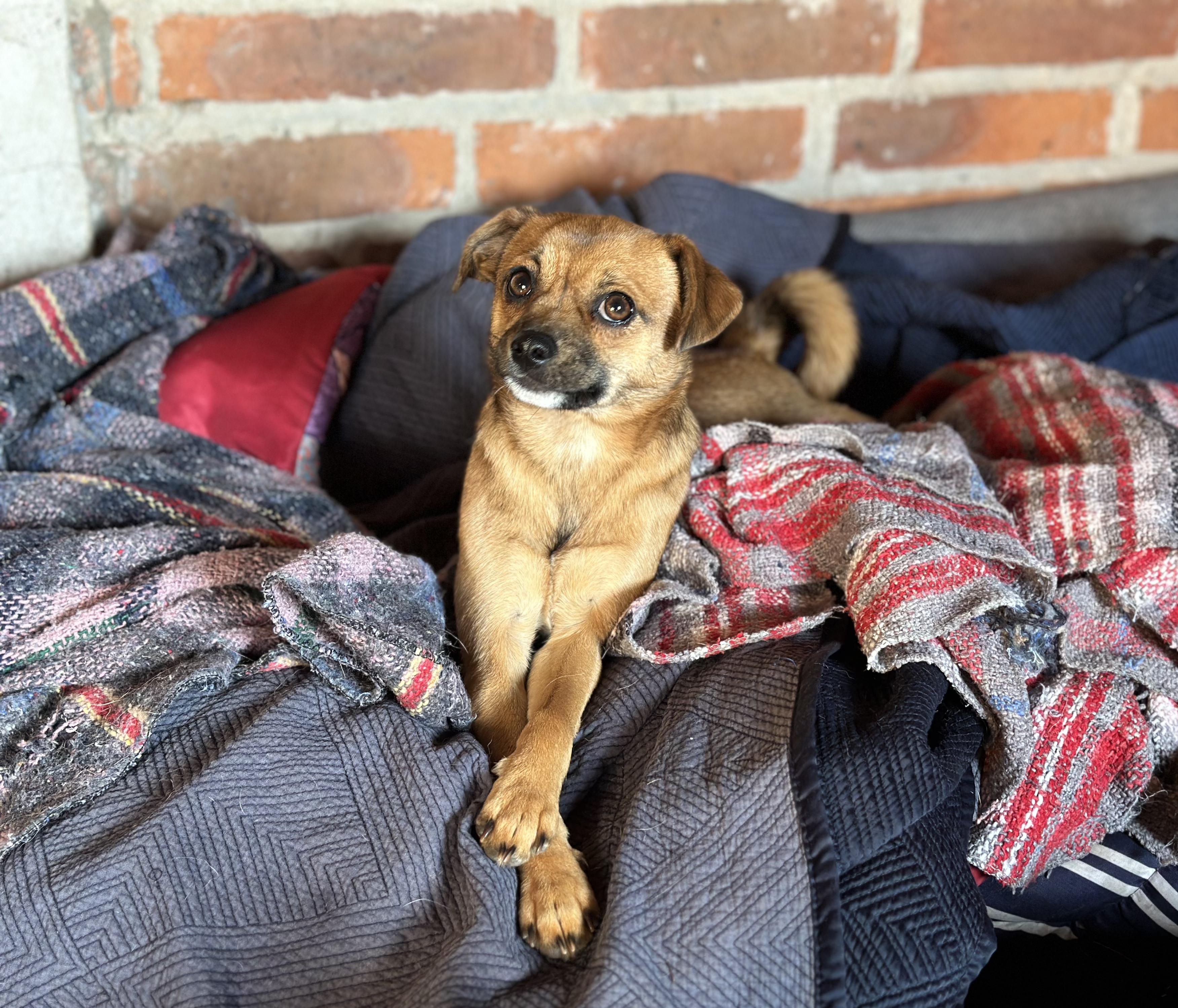 Enlarge Rémy, a Adoptable mixed breed in Encino, CA image 4/6