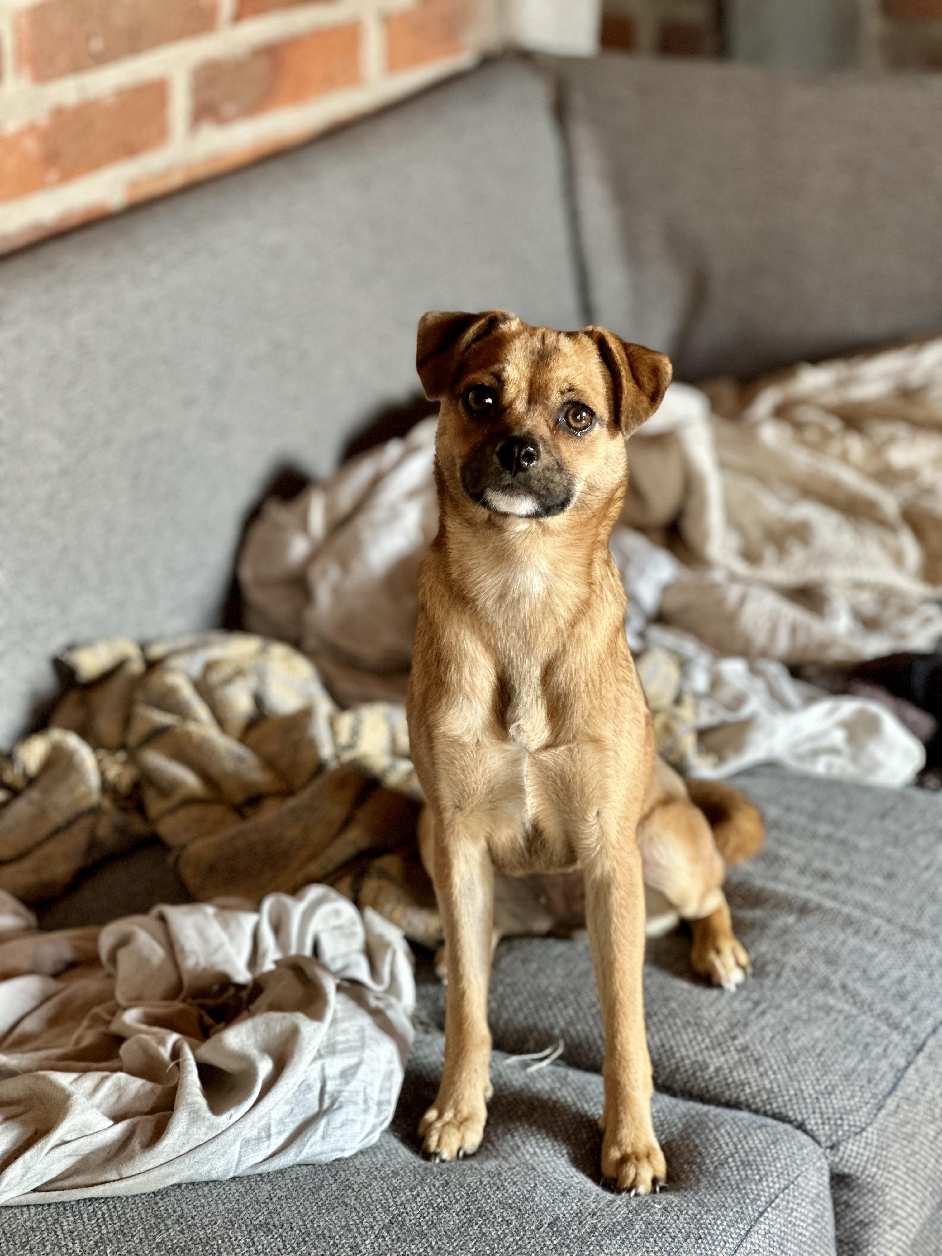 Enlarge Rémy, a Adoptable mixed breed in Encino, CA image 5/6