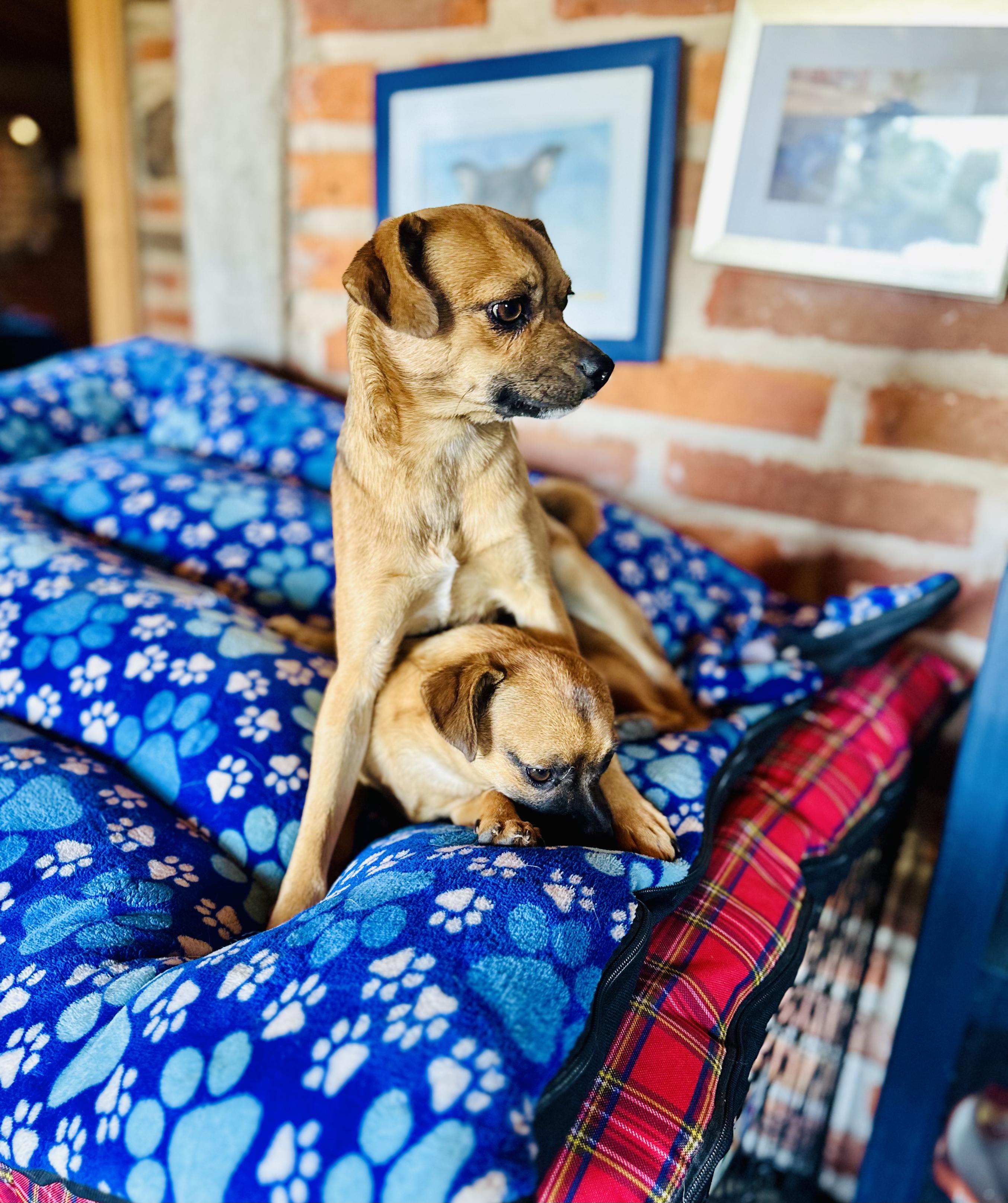 Enlarge Rémy, a Adoptable mixed breed in Encino, CA image 2/6