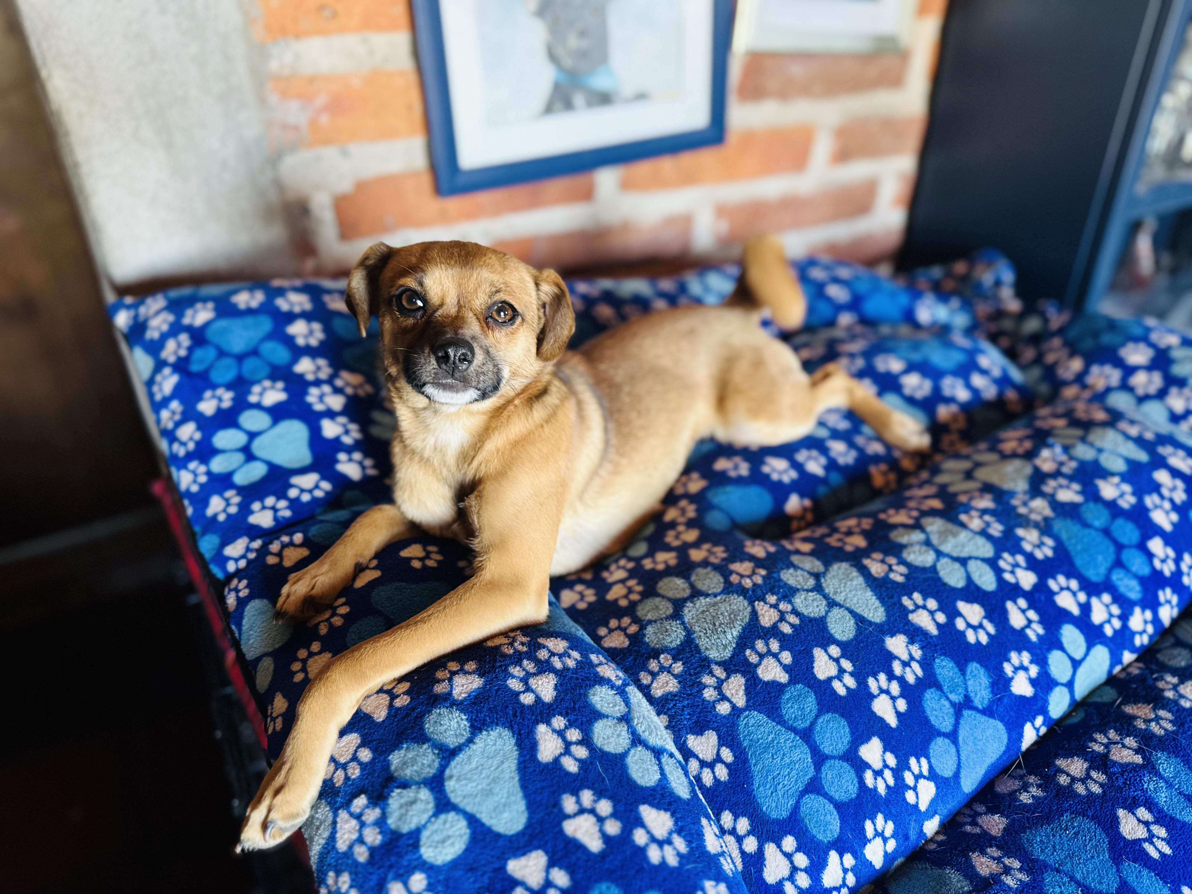 Enlarge Rémy, a Adoptable mixed breed in Encino, CA image 3/6